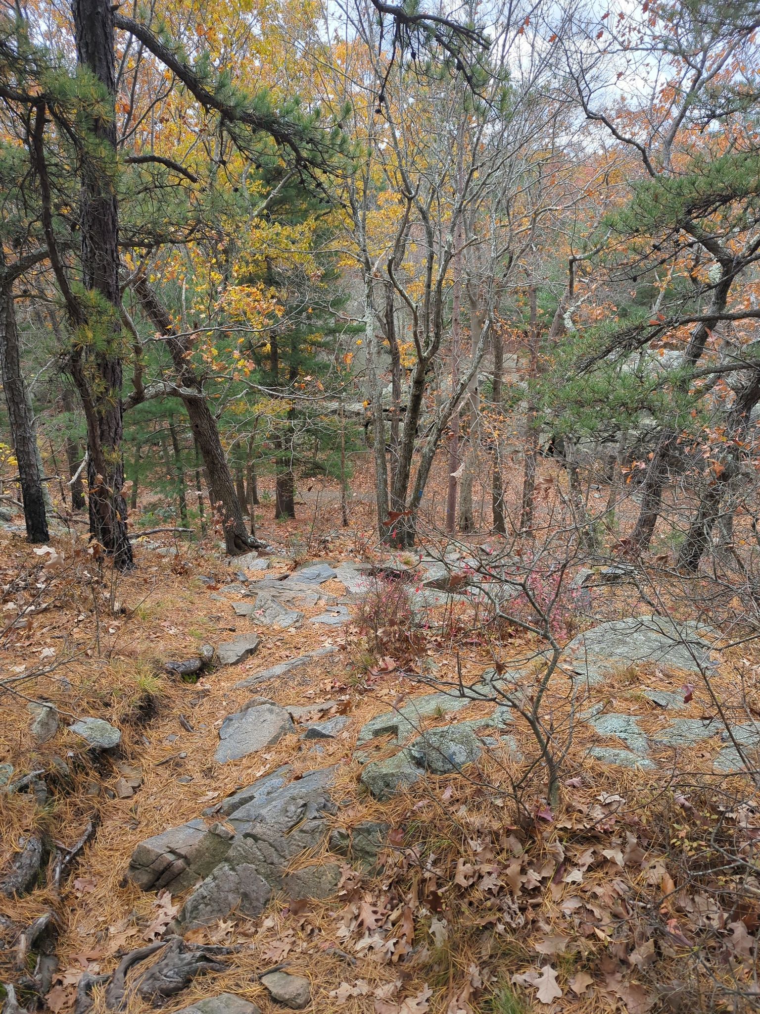 A rocky forest floor covered in autumn leaves and scattered trees. - Nahanton Hill loop from Blue Hills Reservation