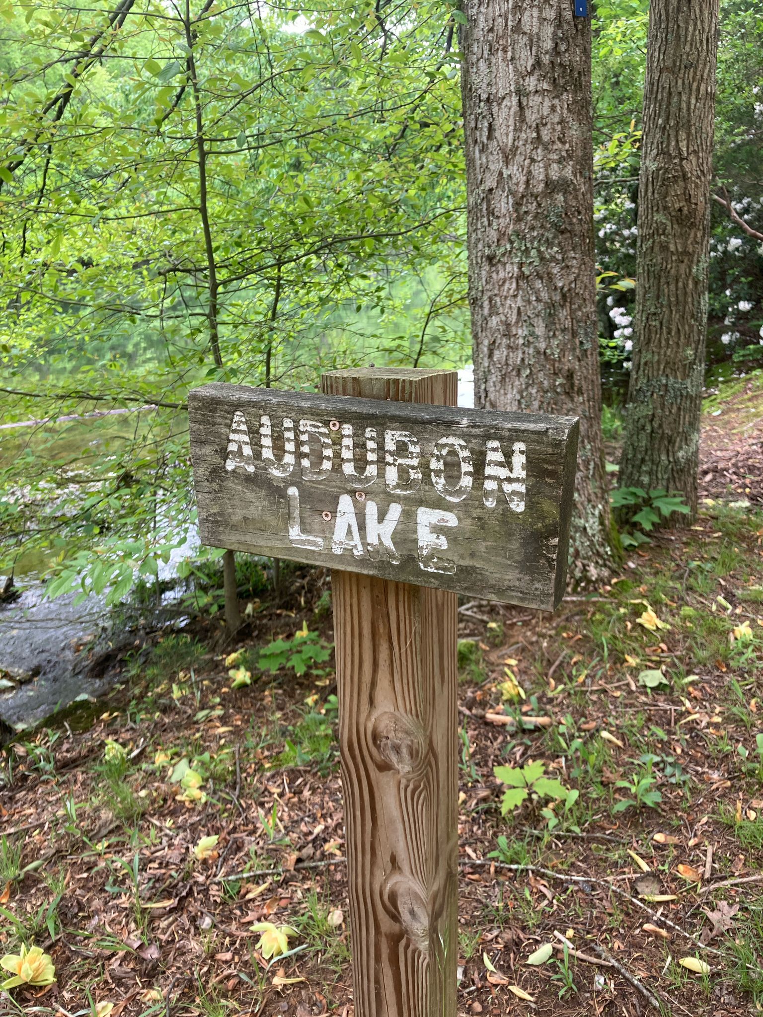 A wooden sign with "AUDUBON LAKE" text next to trees and water. - Bushy Lake – Audubon Lake loop from Sewanee