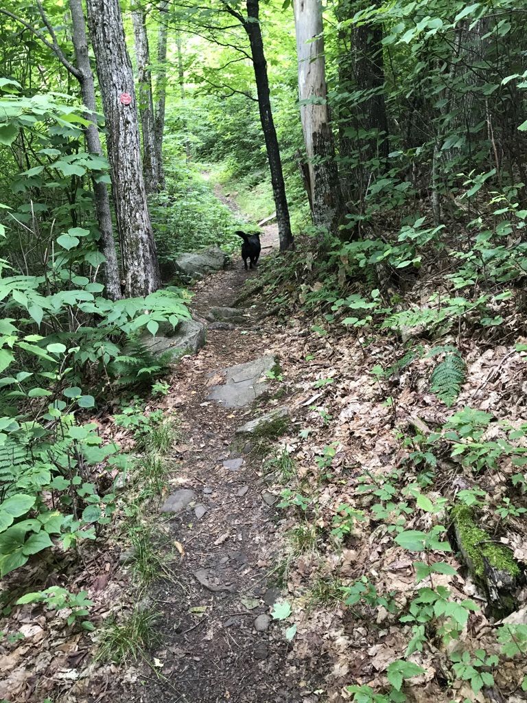 Black dog walks on a shaded, narrow dirt trail through a green forest. - Black Dome Range Trail