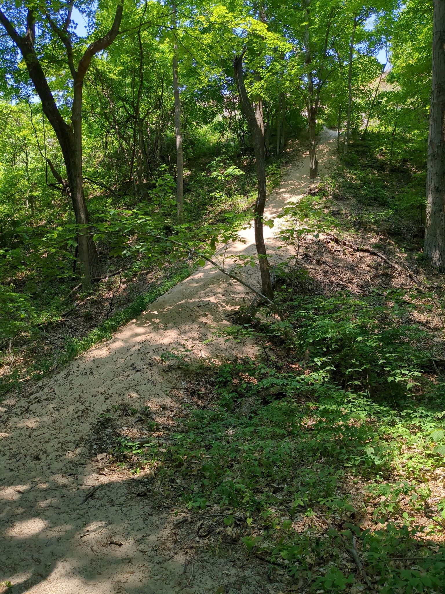 Steep sandy trail winding uphill through a sun-dappled green forest. - Mount Randall loop