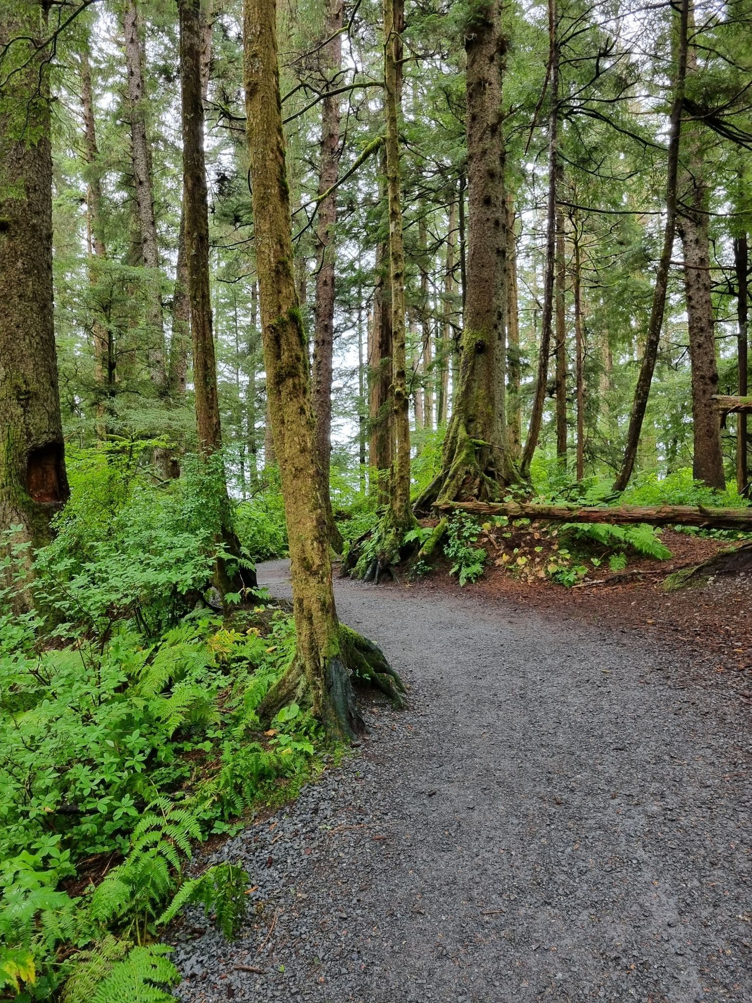 Gravel path winding through a lush, green forest with tall trees and ferns. - Russian Memorial Loop Trail