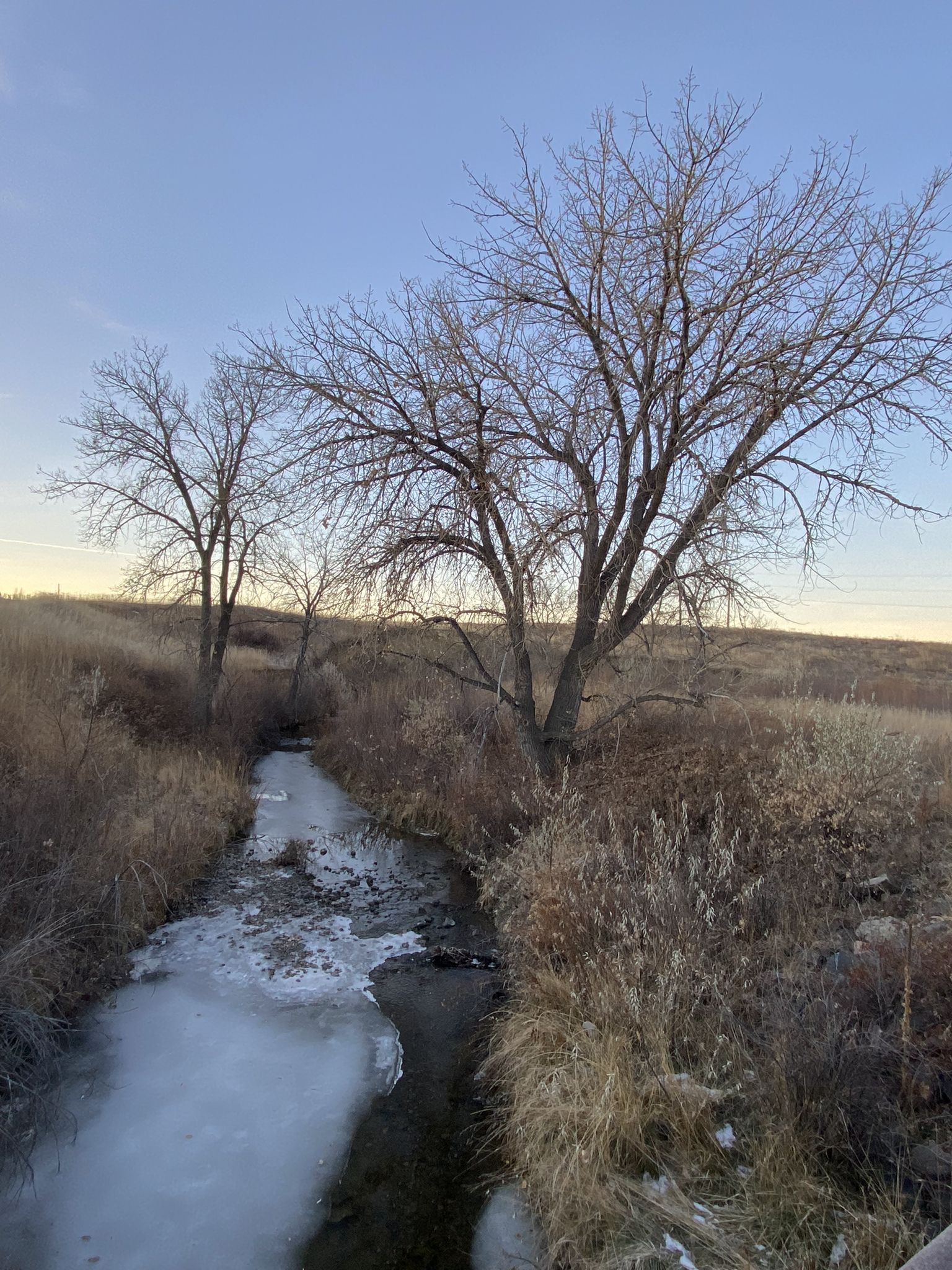 Partially frozen stream flowing through dry grass with bare trees at dusk. - Big Dry Creek – Big Dry Creek Trail loop from Northglenn