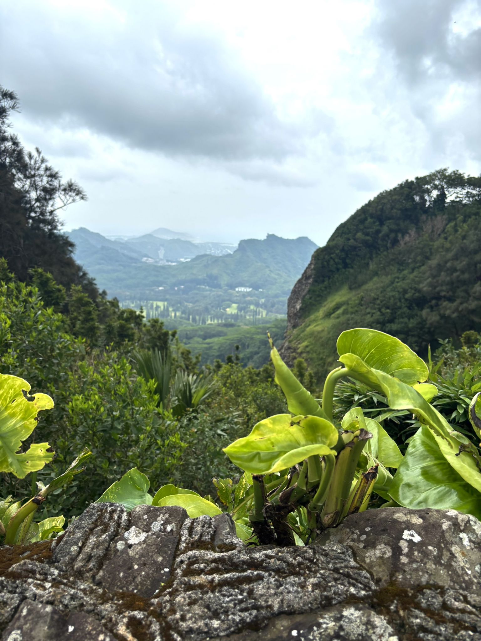 Lush green valley framed by mountains under an overcast sky. Large leaves in foreground. - Pali Puka via Koʻolau Summit Trail