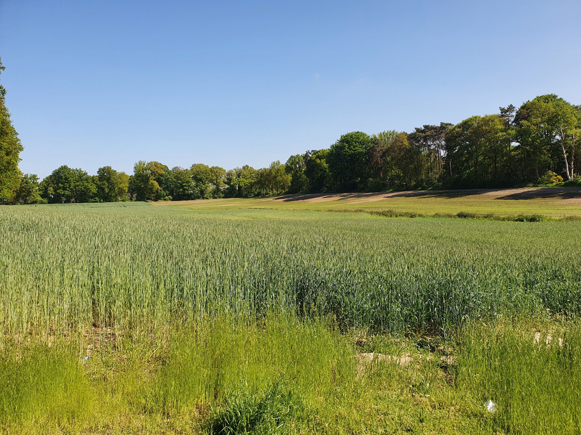 Wiesen