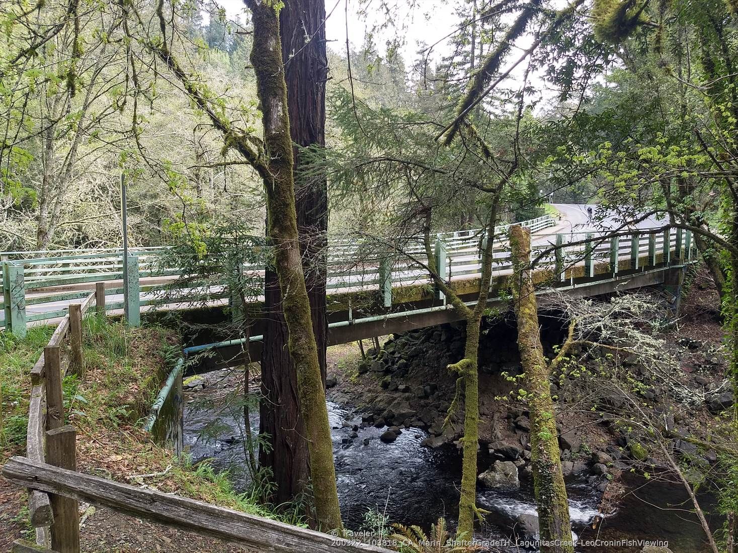 Wooden bridge crosses a rocky stream in a dense, mossy forest. - San Geronimo Ridge Loop