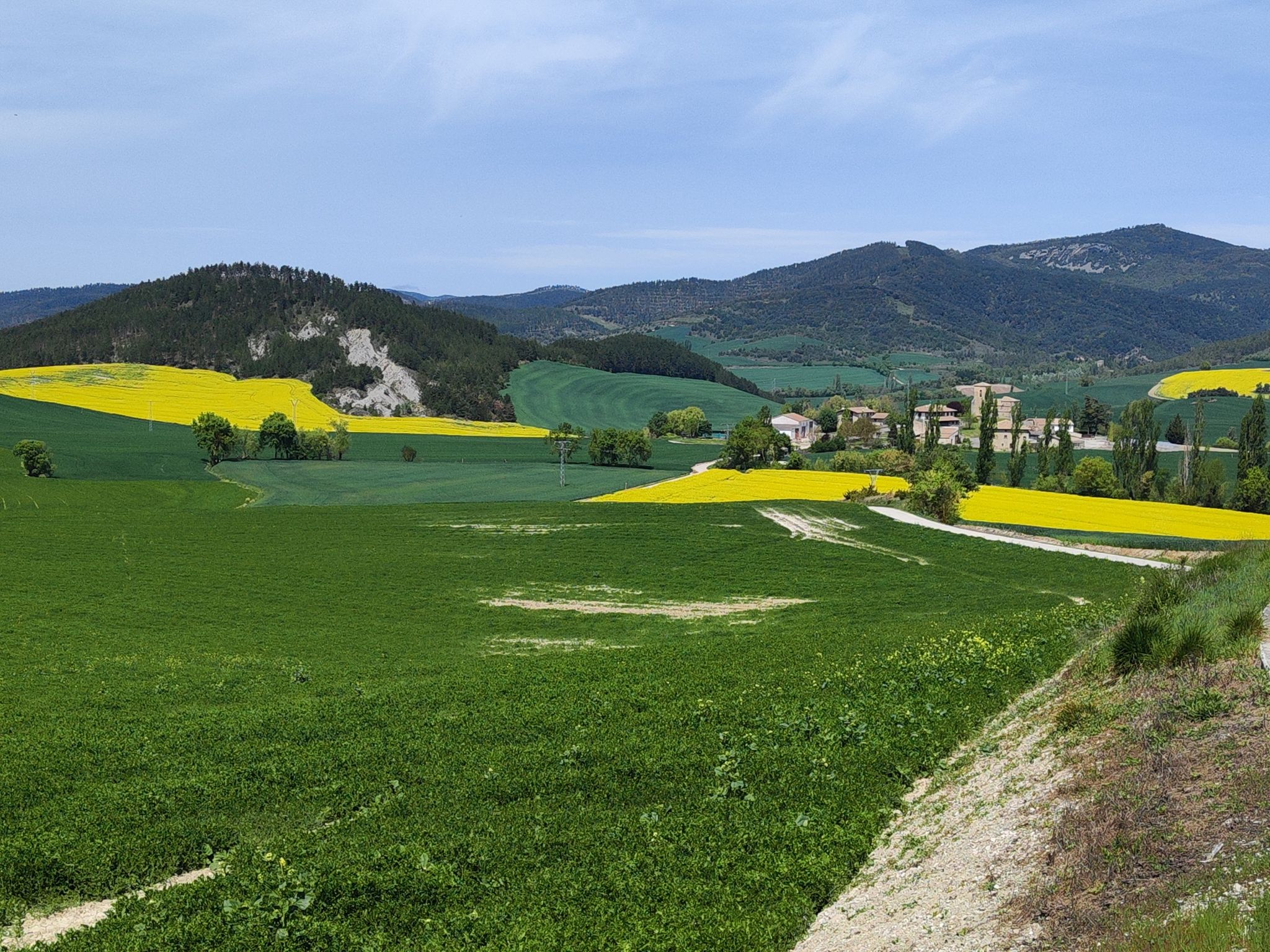 Ustárroz en medio de campos de colza, visto desde la Cruz de Azpa