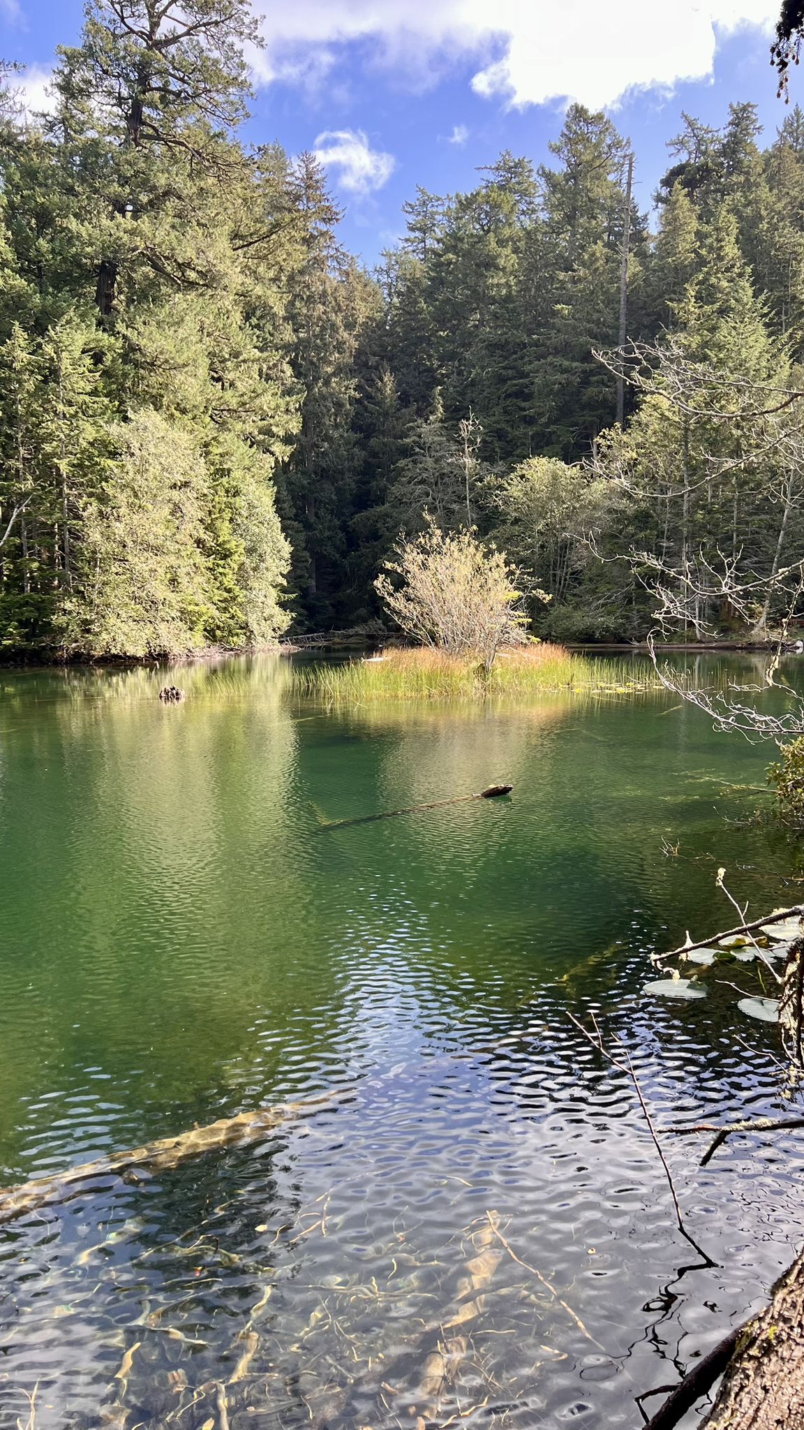 Clear green water with submerged logs and reflections, surrounded by lush trees. - Cascade Falls loop from Moran State Park
