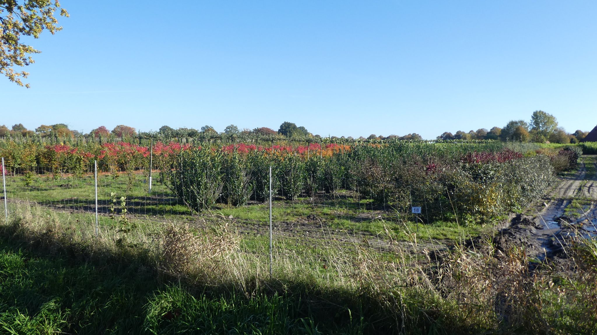 riesigen Baumschulplantagen
