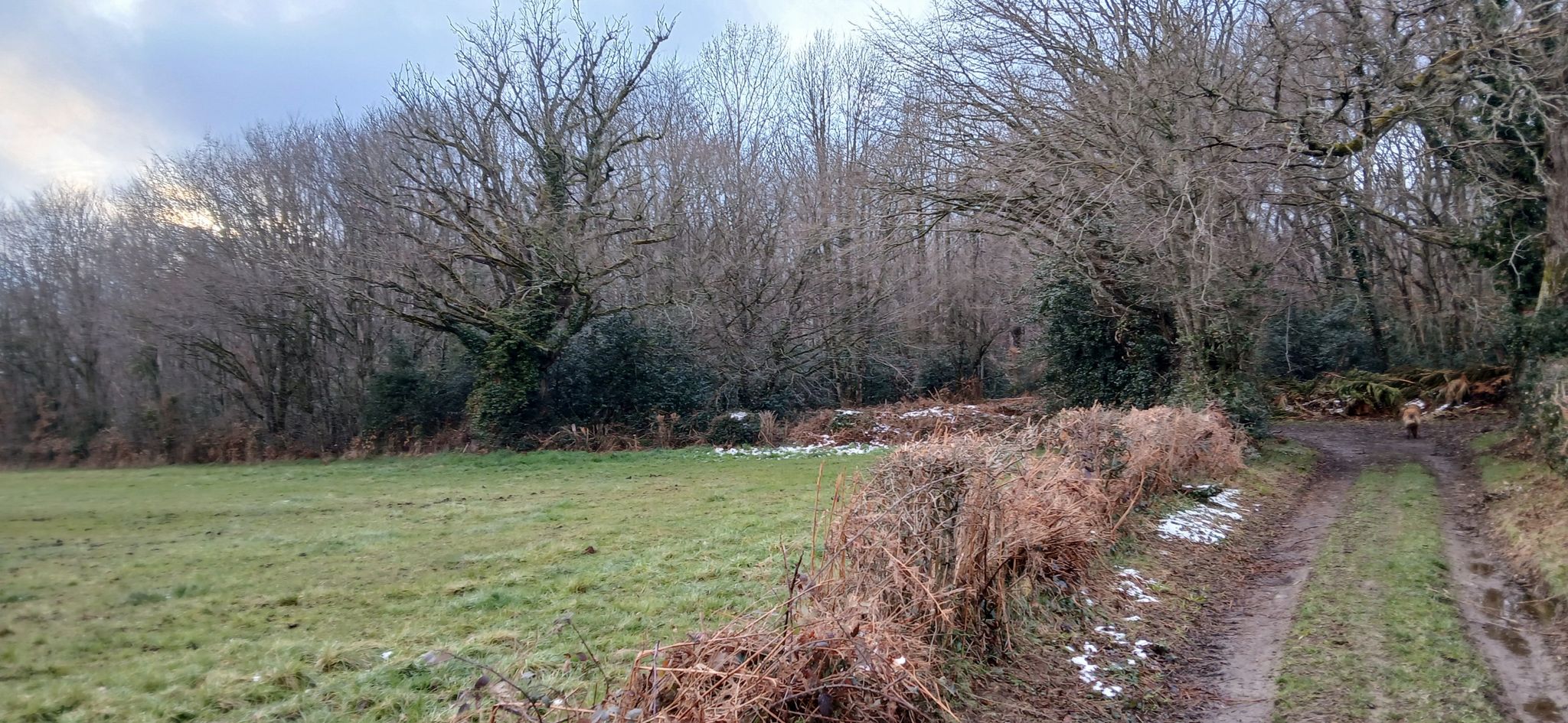 Lisière du Bois de Tigoulet.