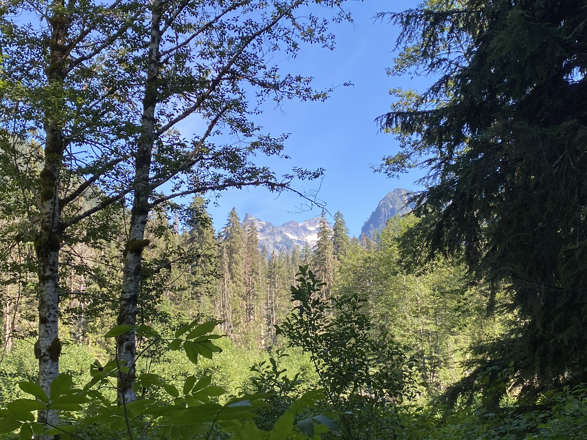 Dense forest with distant snow-capped mountains under a clear blue sky. - Weden Creek (Gothic Basin) Trail
