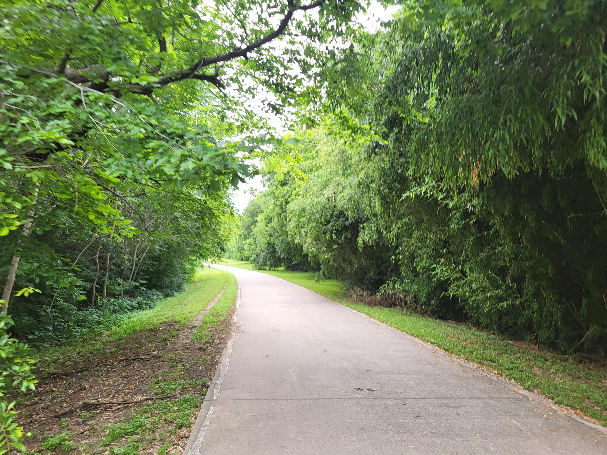 Paved path winding through a tunnel of lush green trees. - Katy Trail – White Rock Lake Dam loop from Victory