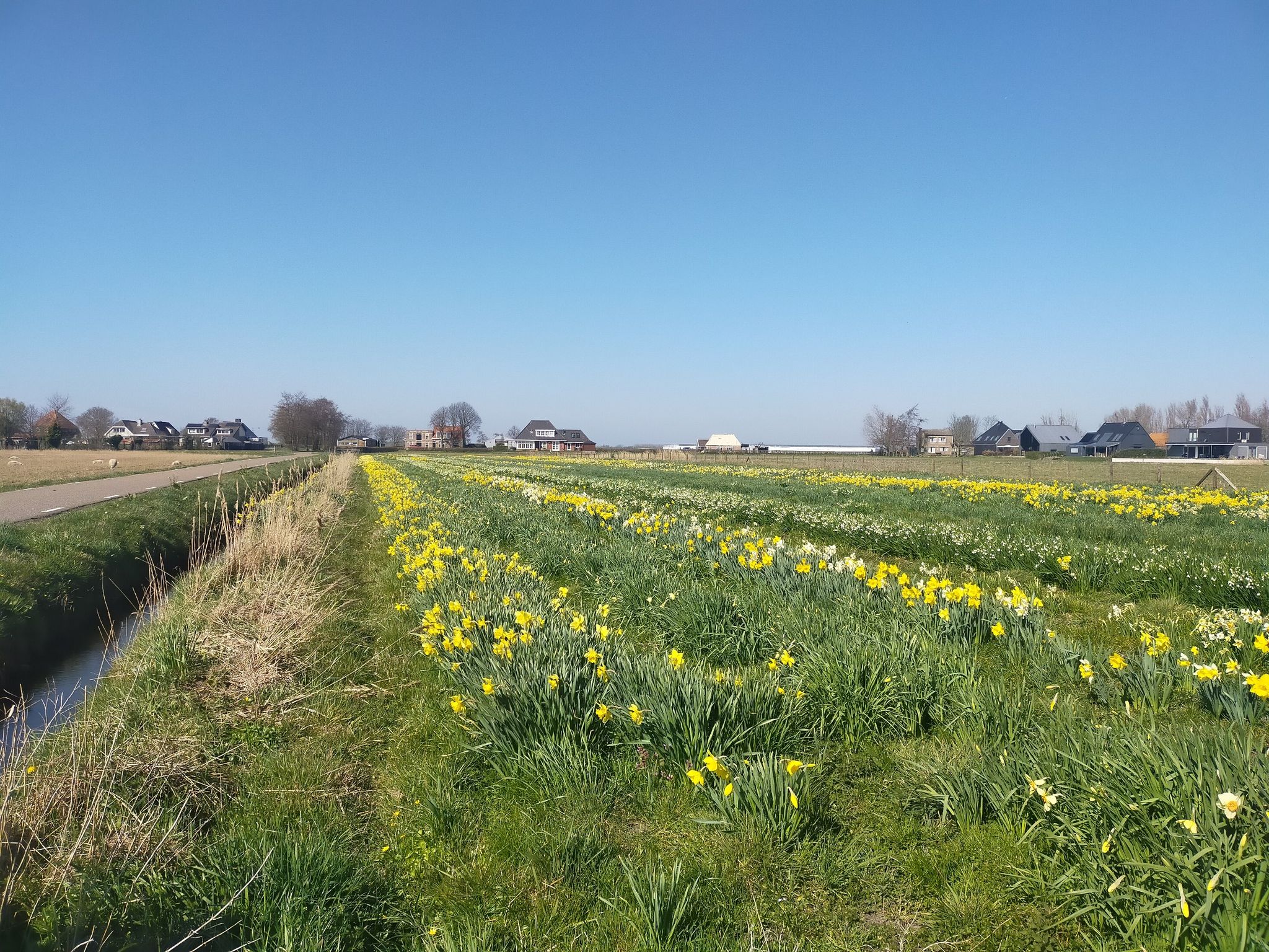 Narcissen in bloei