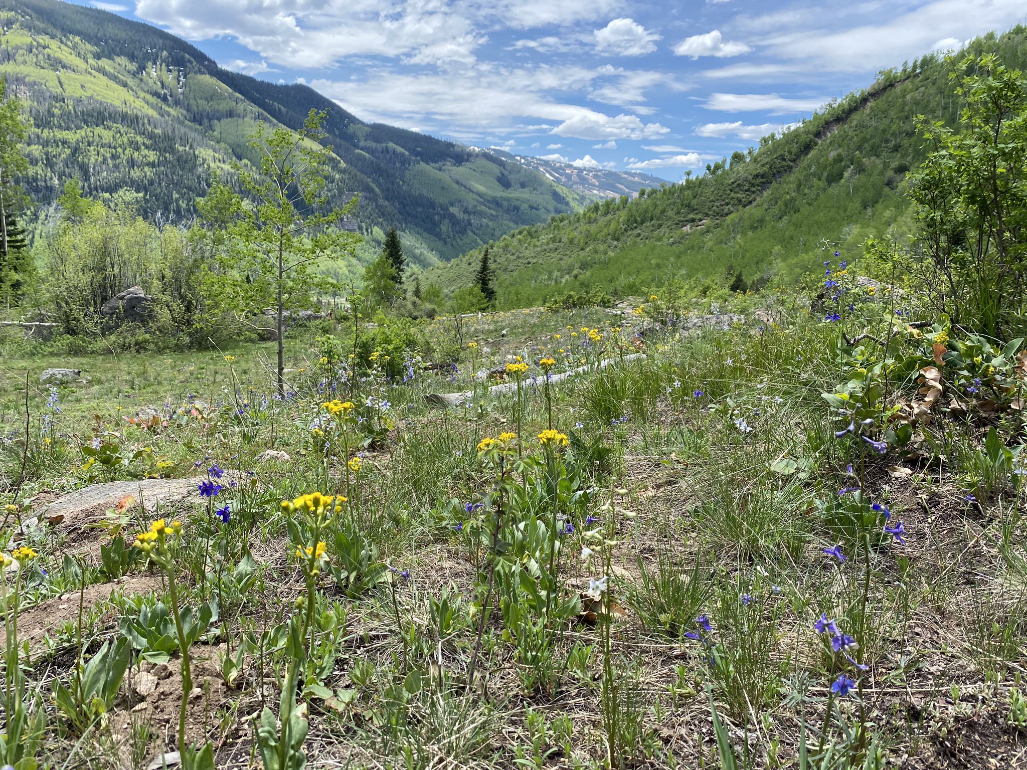 Sunny meadow with yellow and blue wildflowers, green mountains in background. - Booth Falls