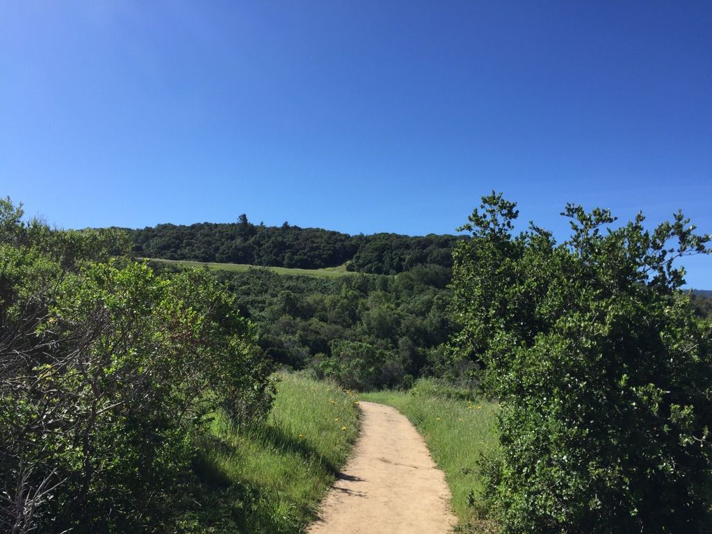 A dirt path winds through lush green hills under a bright blue sky. - Edgewood Trail loop from Pulgas Ridge Open Space Preserve