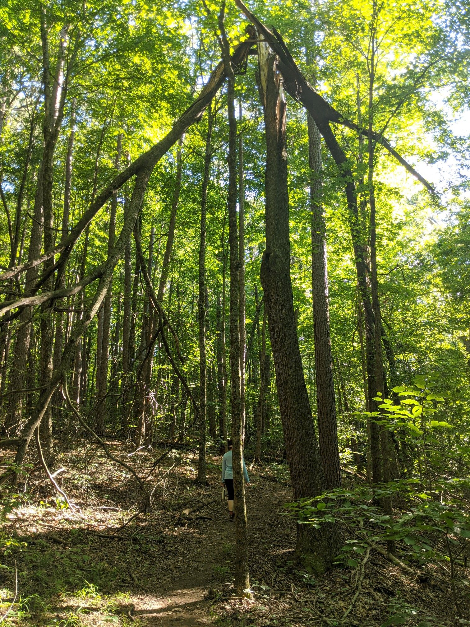 A person walks on a forest path beneath a large broken tree. - Sycamore and Terrill Ridge Trail Loop