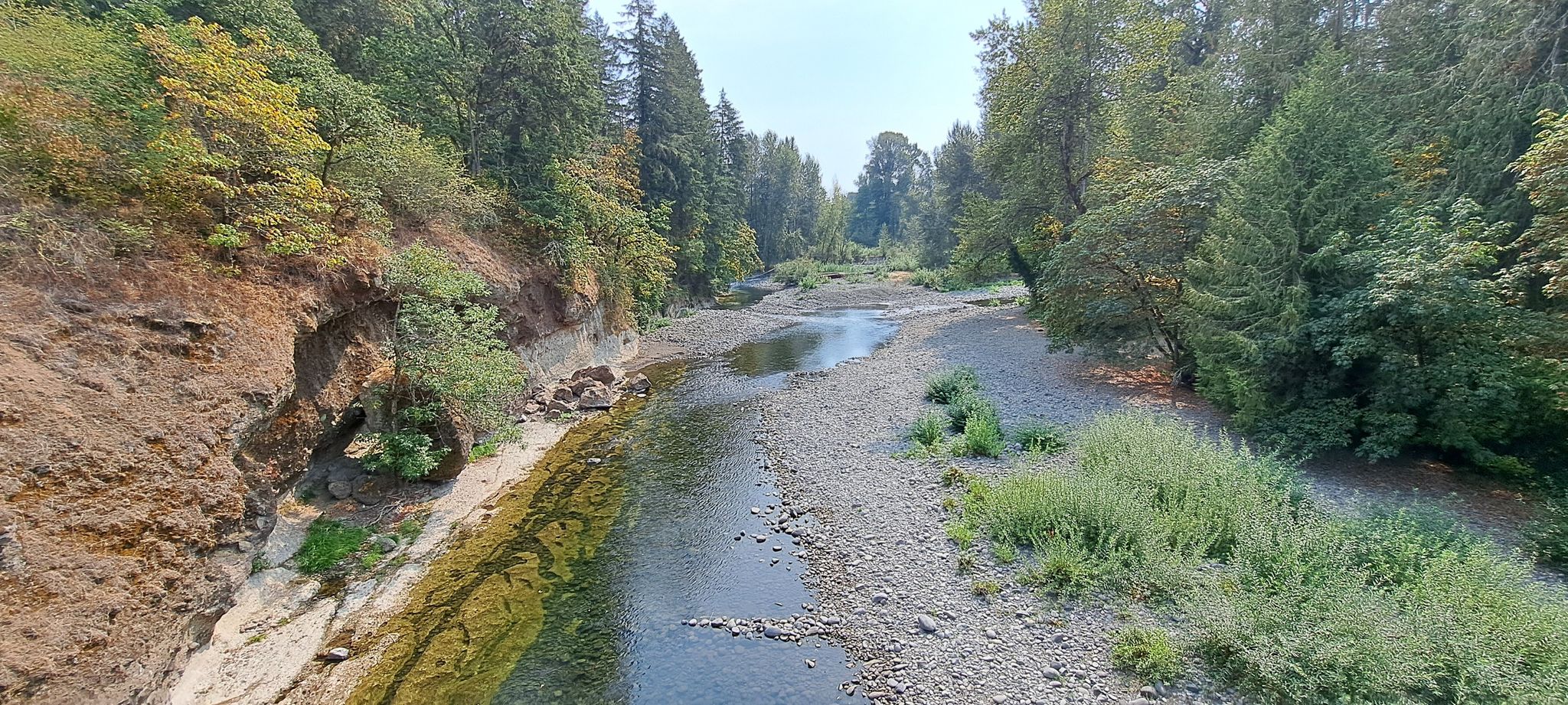 A wide, shallow river flows through a dense green forest under bright daylight. - Molalla River Loop via South Dickey Prairie Road