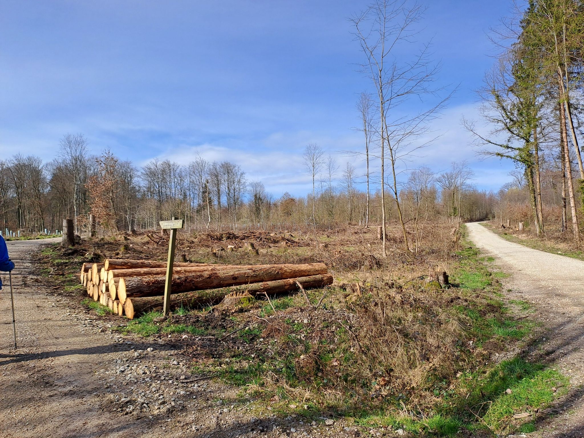 das war mal ein Wald