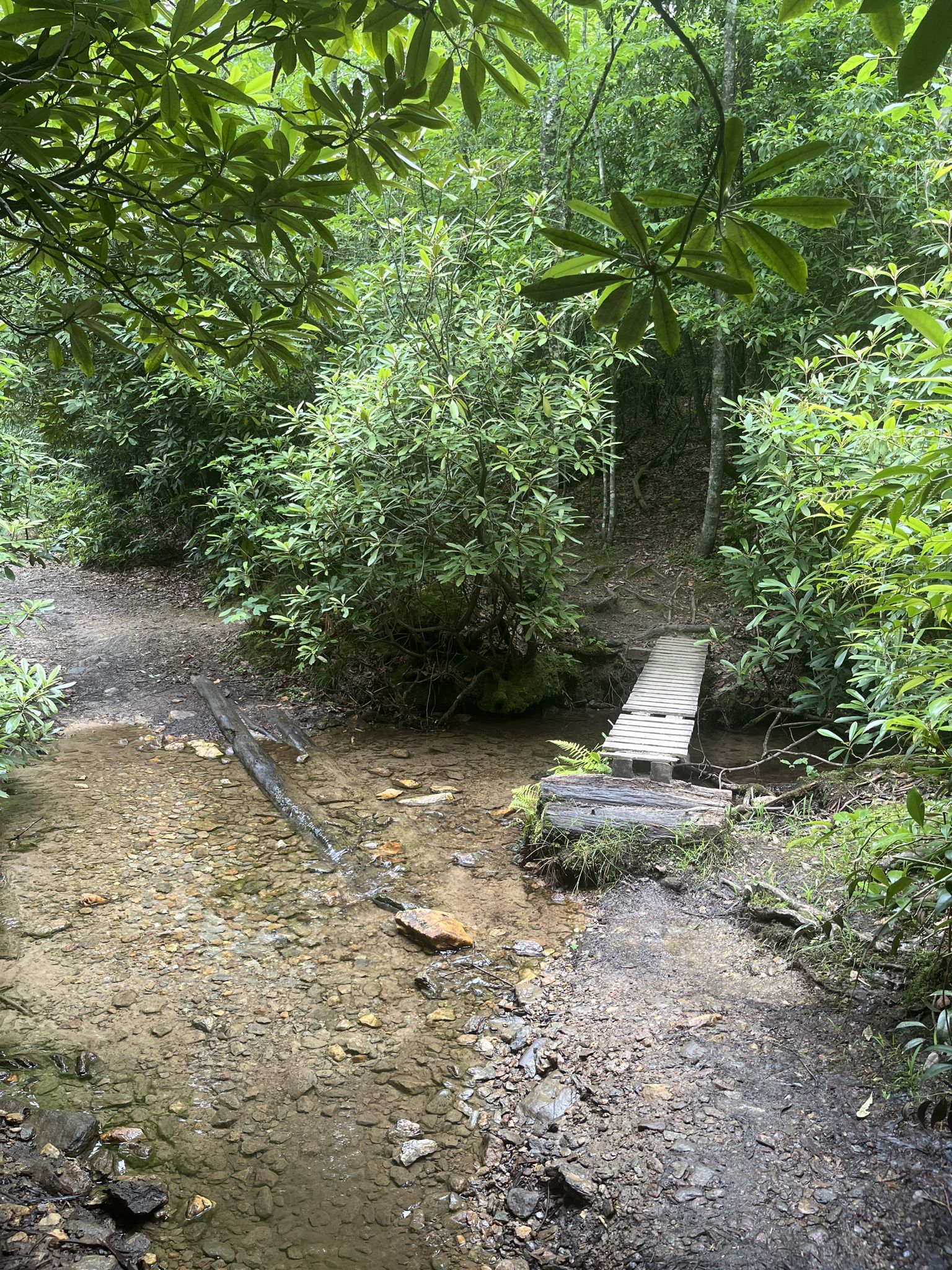 A small wooden plank bridge crosses a shallow stream in a green forest. - Hard Times, Shut-In, and Pine Tree Loop