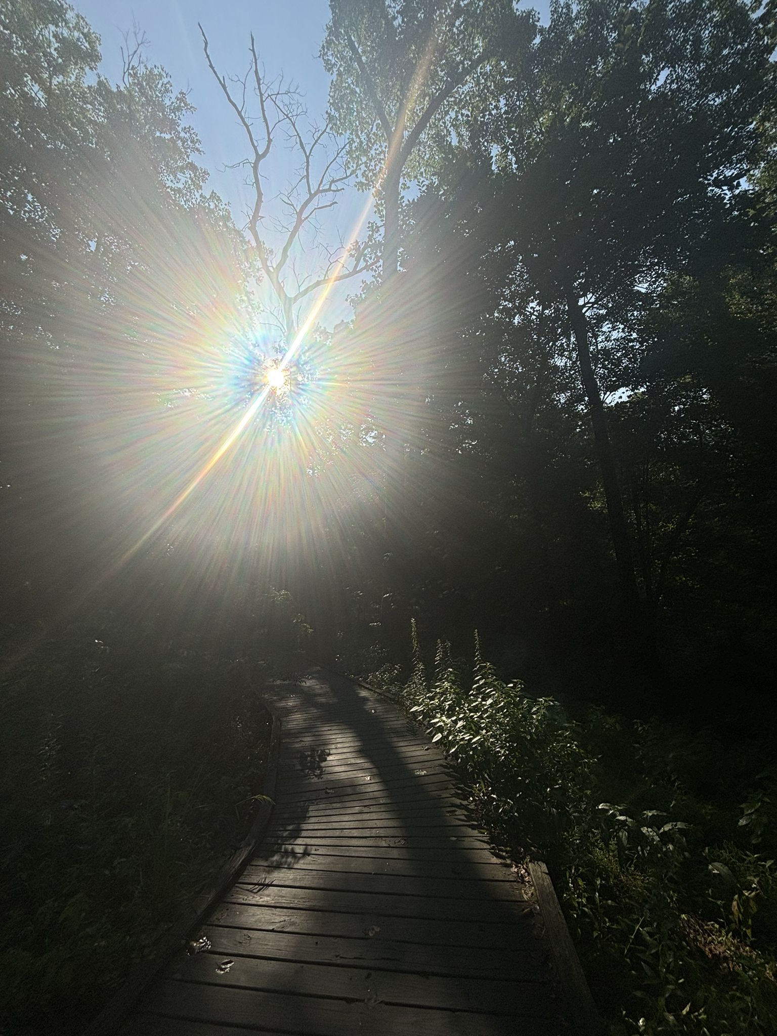 Sun flares brightly over a wooden boardwalk path through a dense forest. - Green Spring Gardens