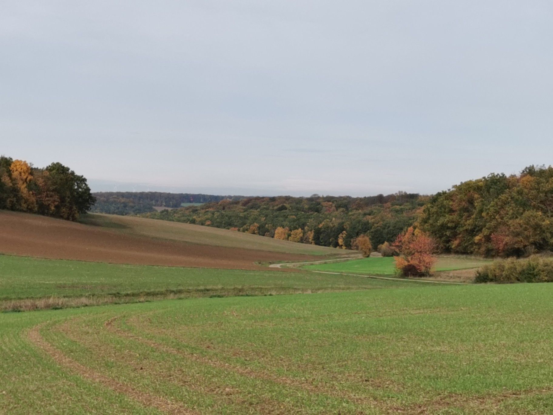 Waldblick