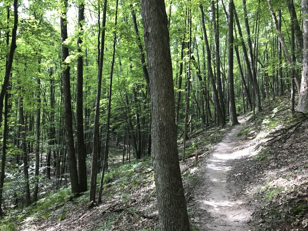 A dirt path winds through a dense forest with tall, slender trees and dappled light. - Manistee River and North Country Trail Loop