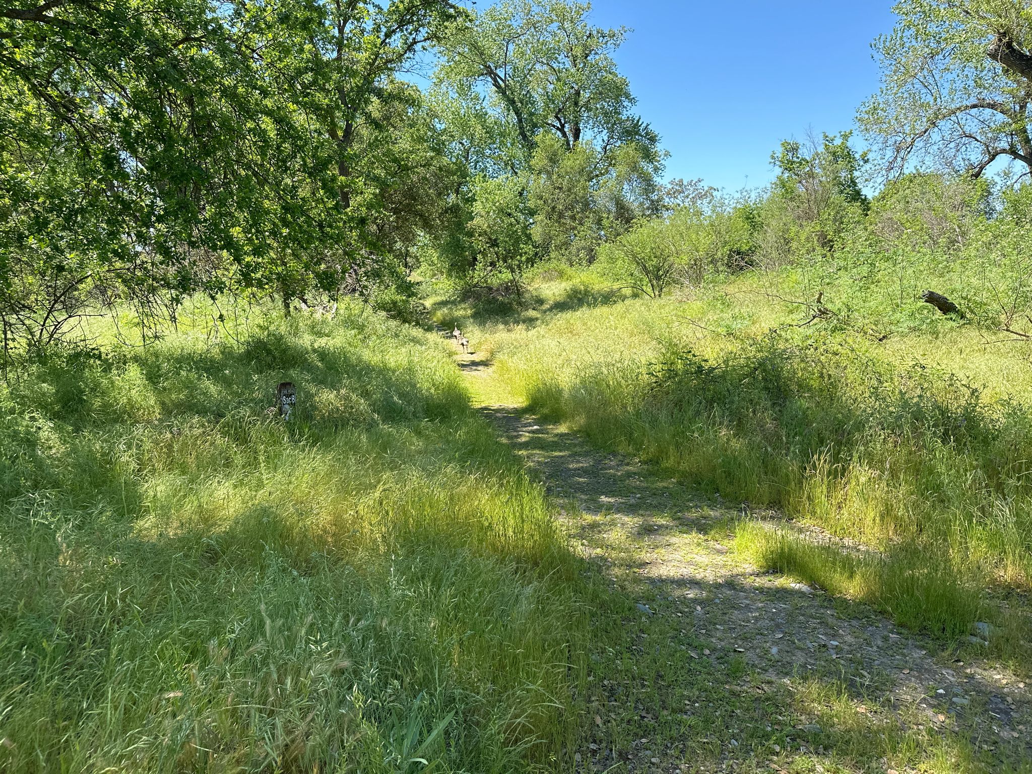 Narrow dirt path through sun-dappled tall green grass and lush trees. - San Juan Rapids Trail