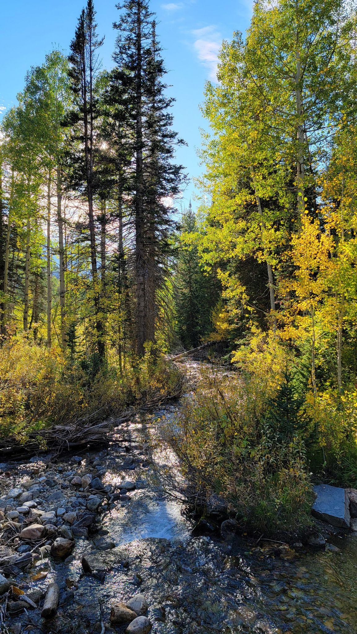 A rocky stream flows through a sunlit forest with tall pine and aspen trees. - White Pine Trail