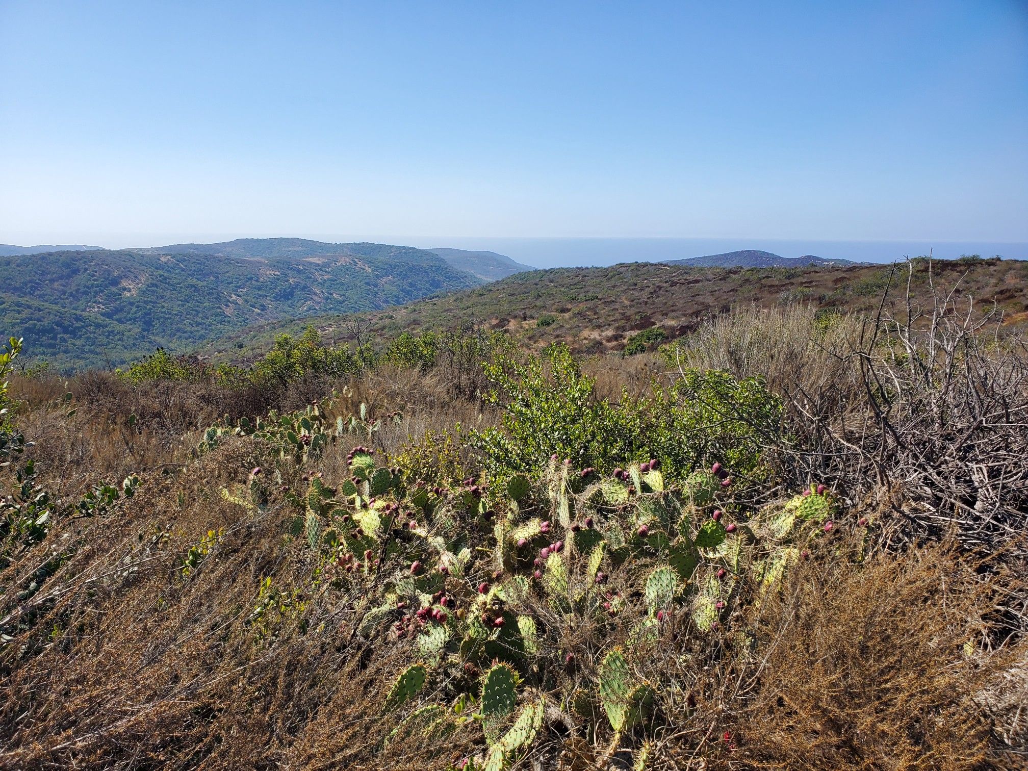 Hillside covered in cacti and dry brush, with distant hills and ocean. - Bommer Ridge, Lizard, and Laurel Canyon Loop