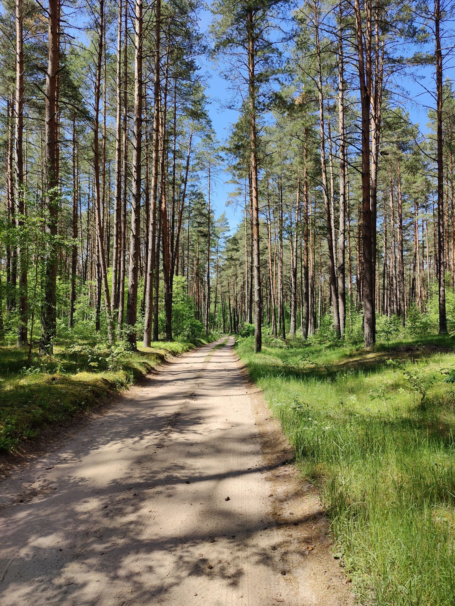 sehr ruhige Waldwege, traumhaft