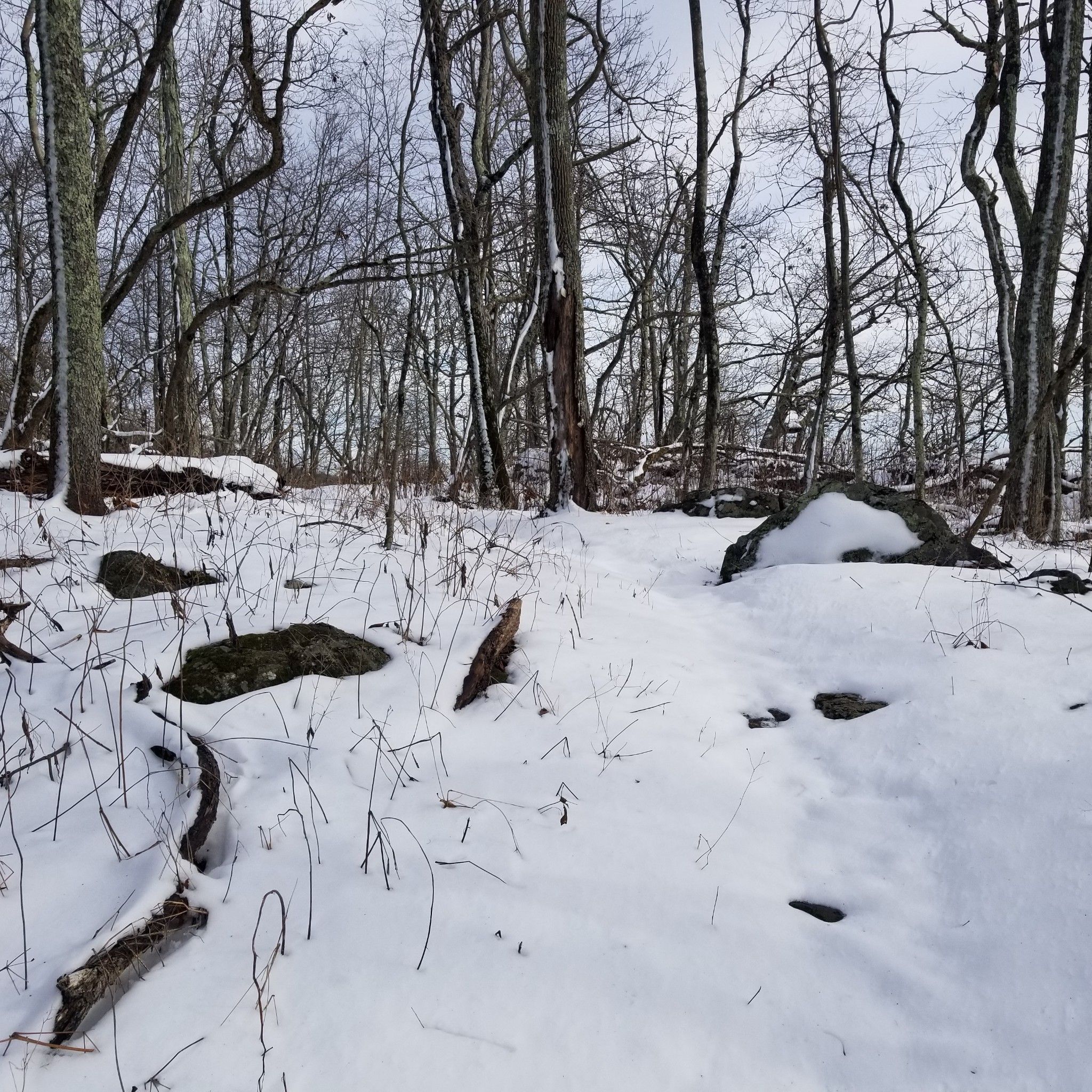 Snowy forest floor with bare trees and scattered rocks on an overcast day. - Hazeltop via Appalachian Trail