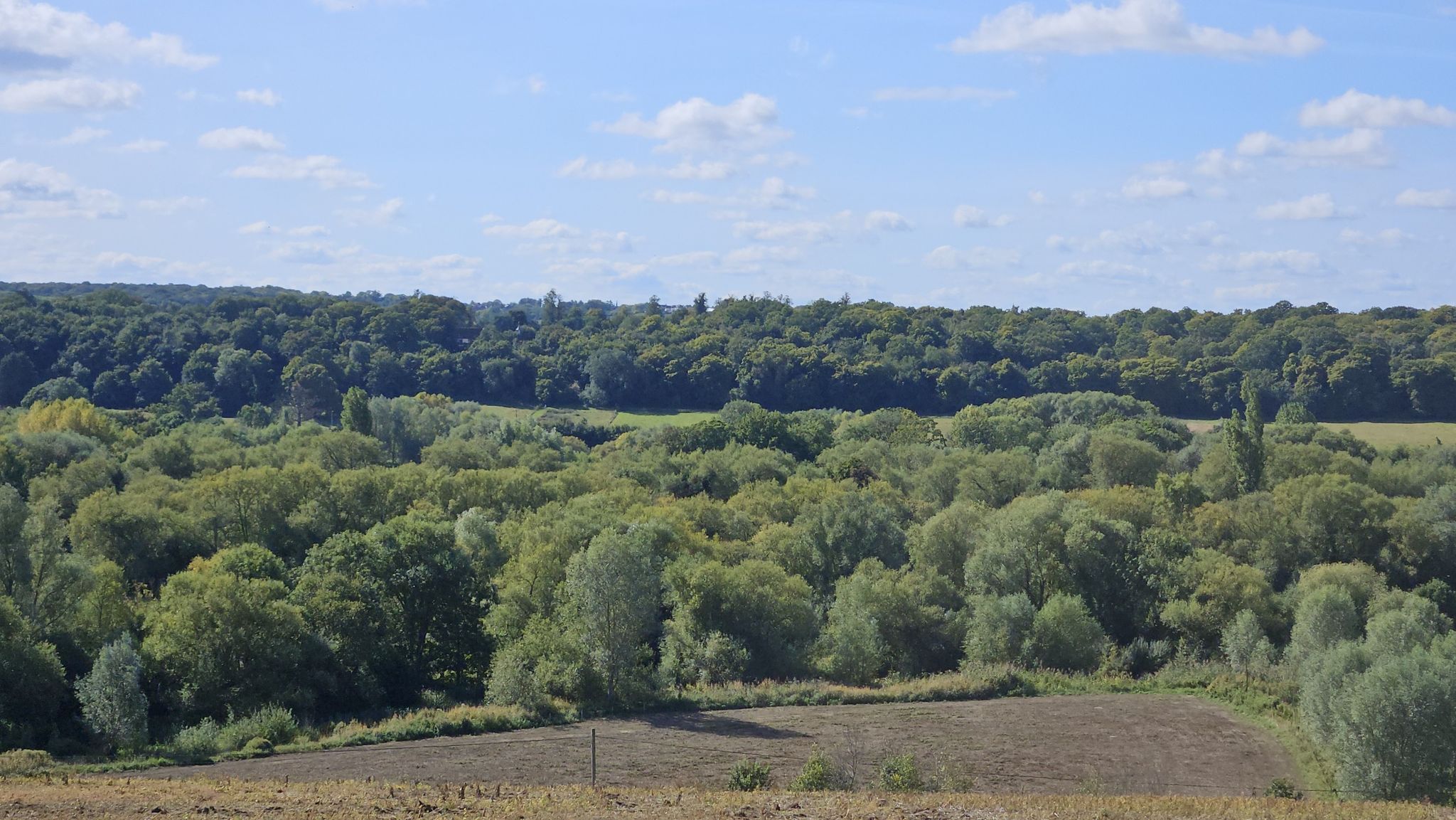 Overlooking Presdales Woods
