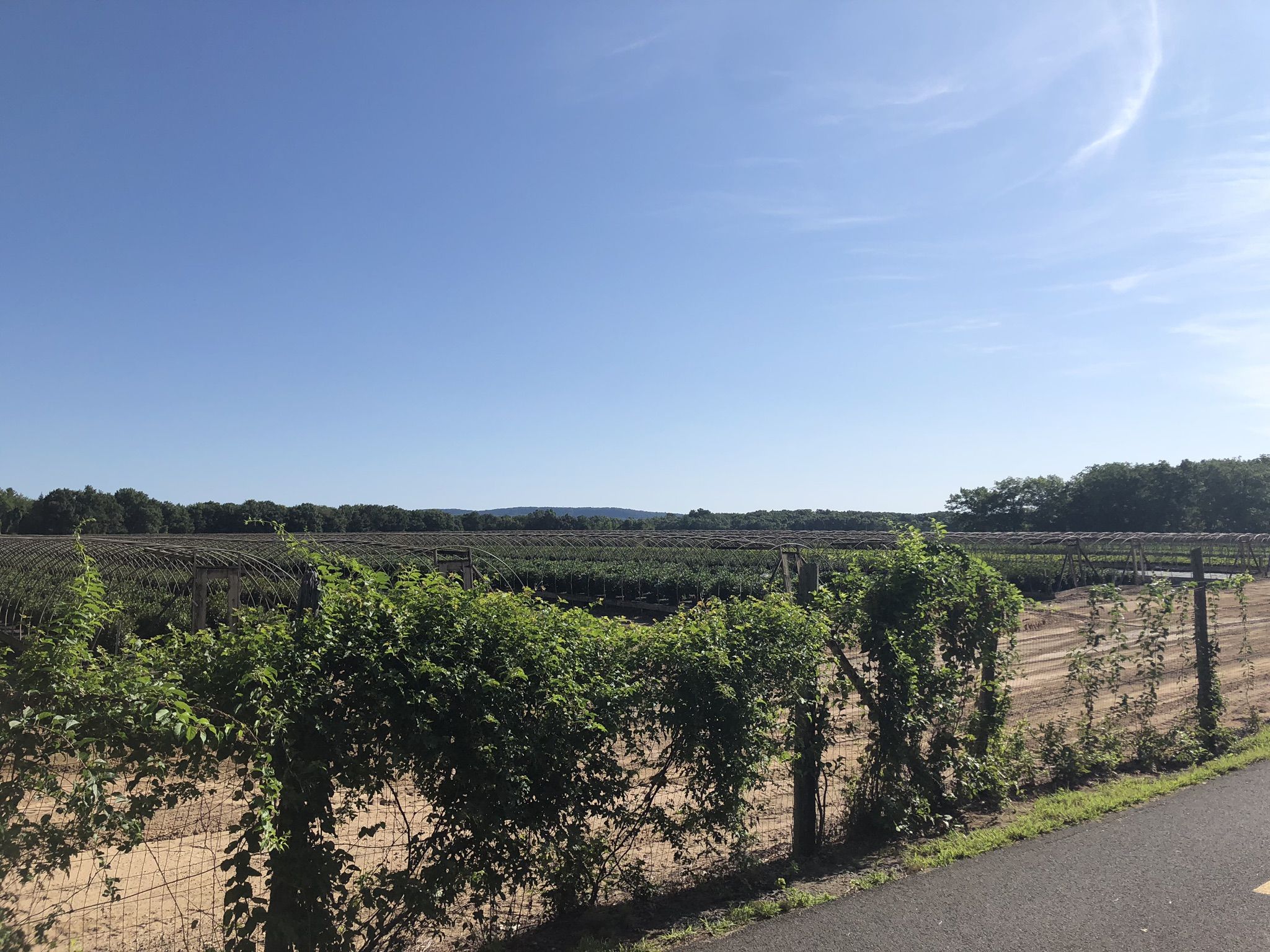 Rows of green plants in a field under a clear blue sky. - Barkhamsted to Simsbury loop