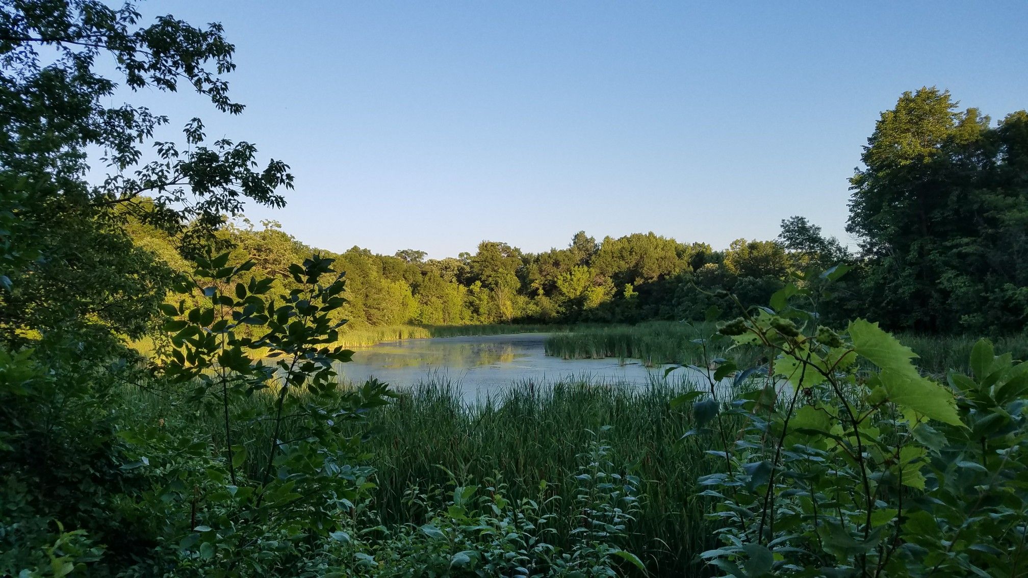 Serene pond surrounded by lush green trees and vegetation in soft morning light. - Minnregs Lake Loop