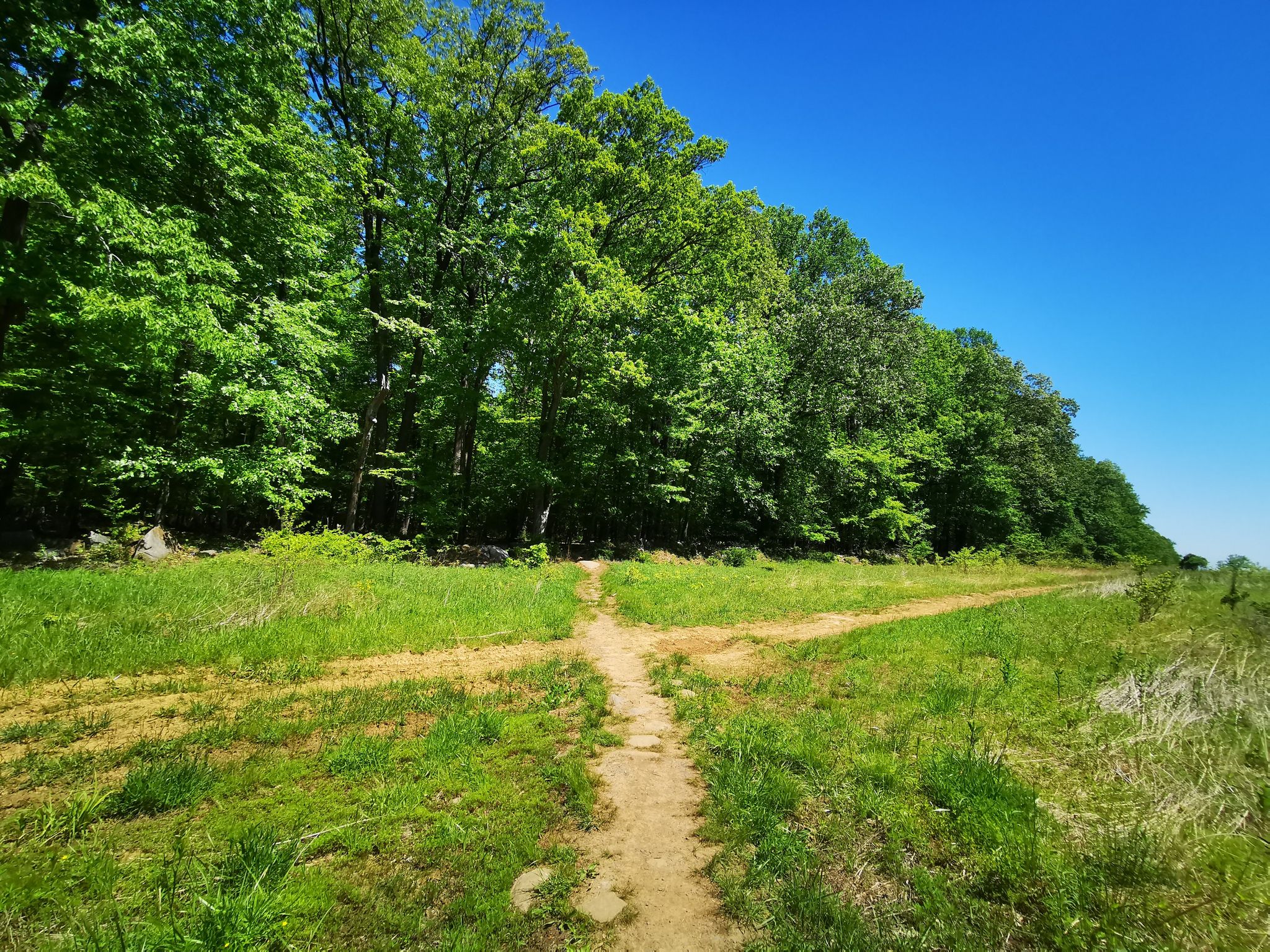 A dirt path splits in a sunny grassy field next to a dense forest. - Devil's Half-Acre, Ridge, and Tributary Trail Loop