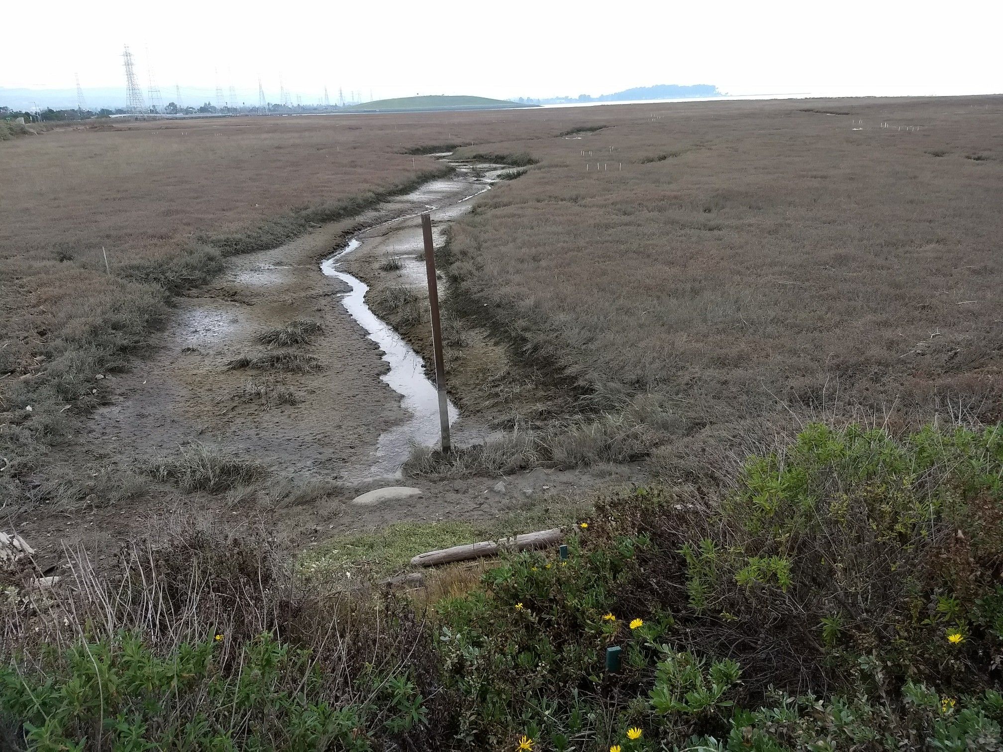 Muddy tidal creek winding through a vast, dry marshland under an overcast sky. - Bay Trail: Coyote Point to San Mateo Bridge
