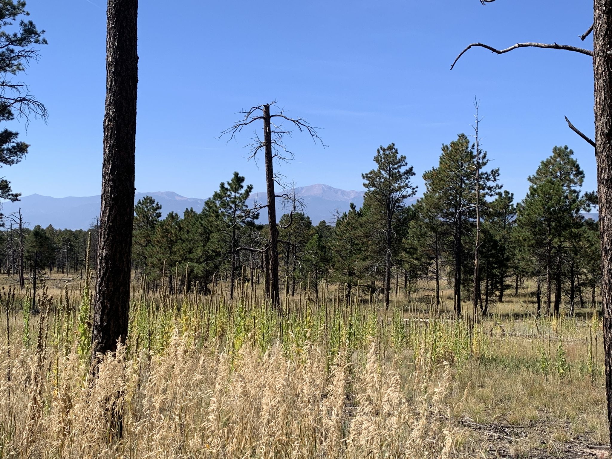 Sunny pine forest with tall dry grass and distant mountains under blue sky. - Black Forest Section 16 Loop Trail