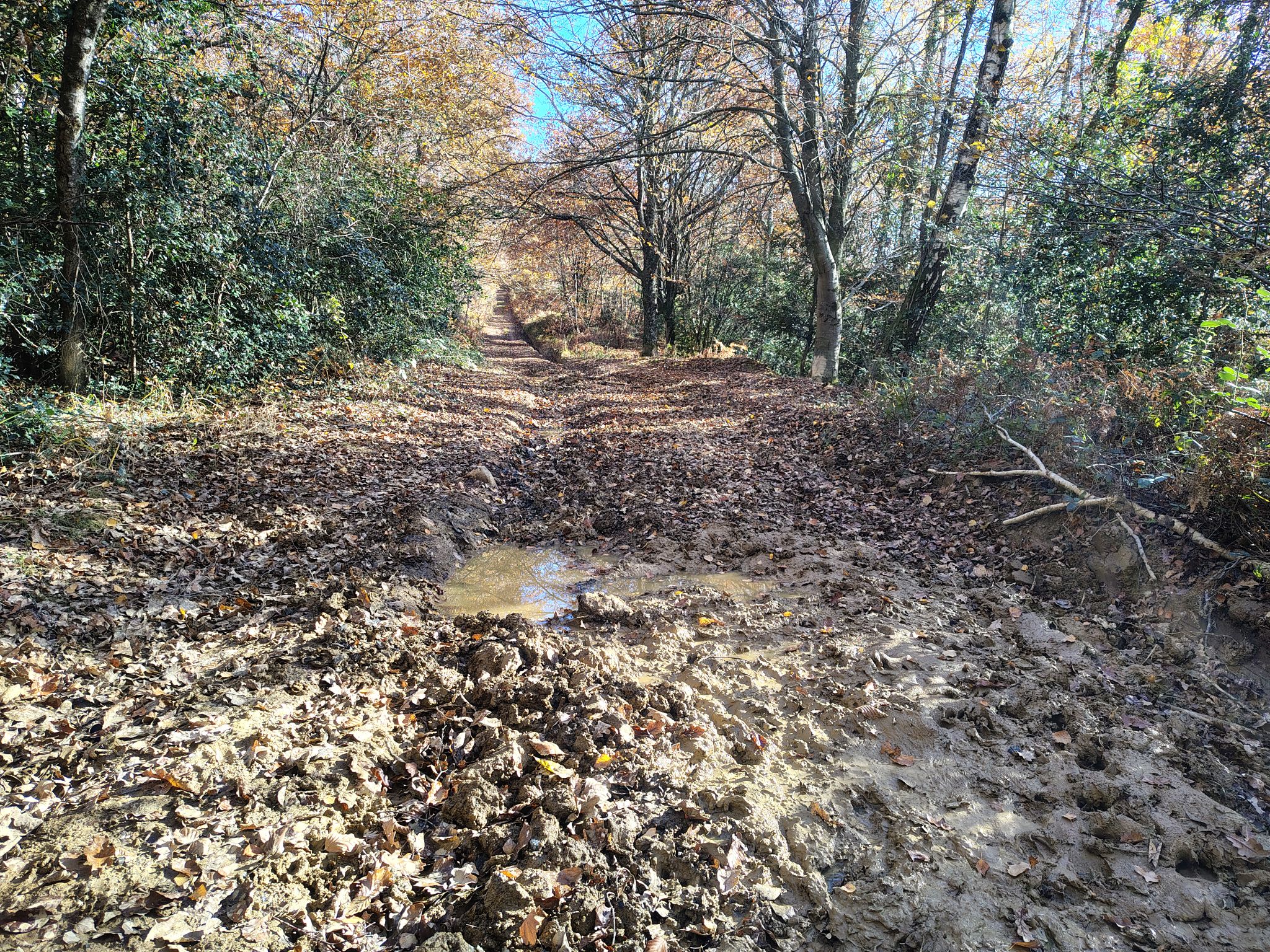 Sangliers ? 4x4 ? Ou ensembles ?