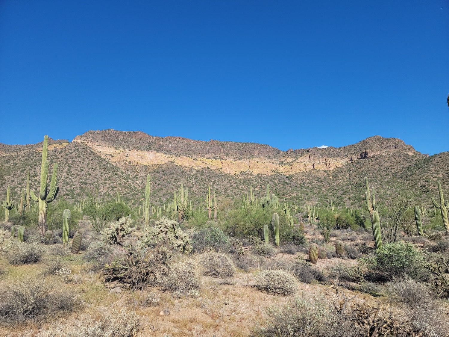 A vast desert landscape filled with saguaro cacti and distant rocky mountains. - Maricopa Trail