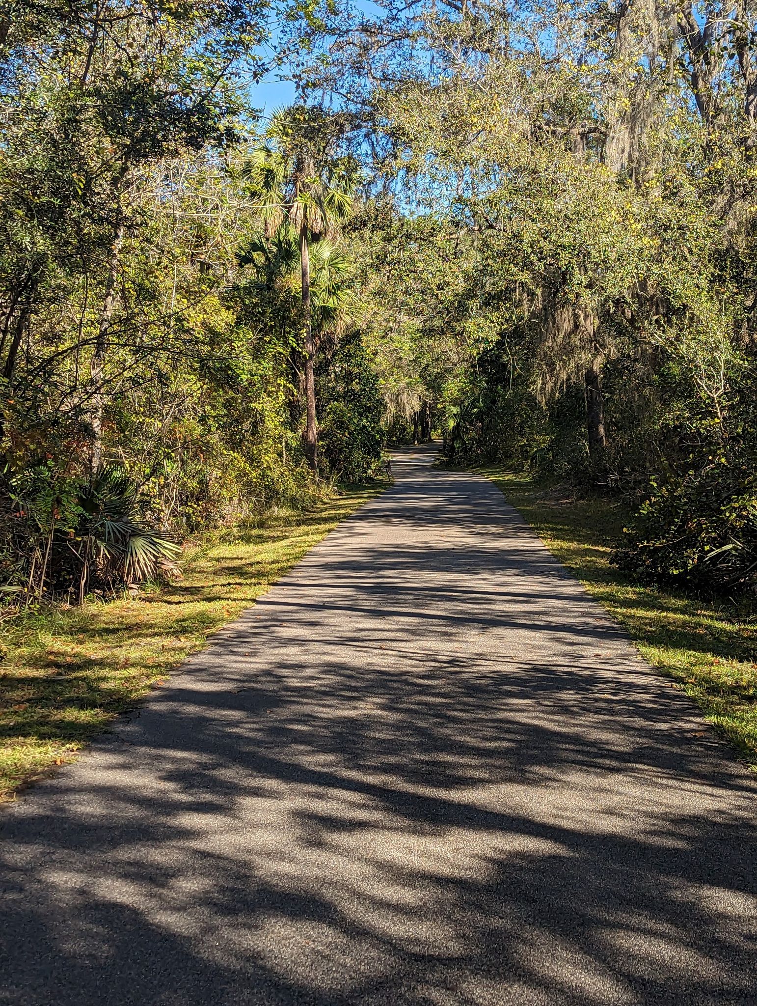 A paved path through dense green forest with dappled sunlight on the ground. - Blue Spring State Park – Spring to spring trail loop from Blue Spring State Park