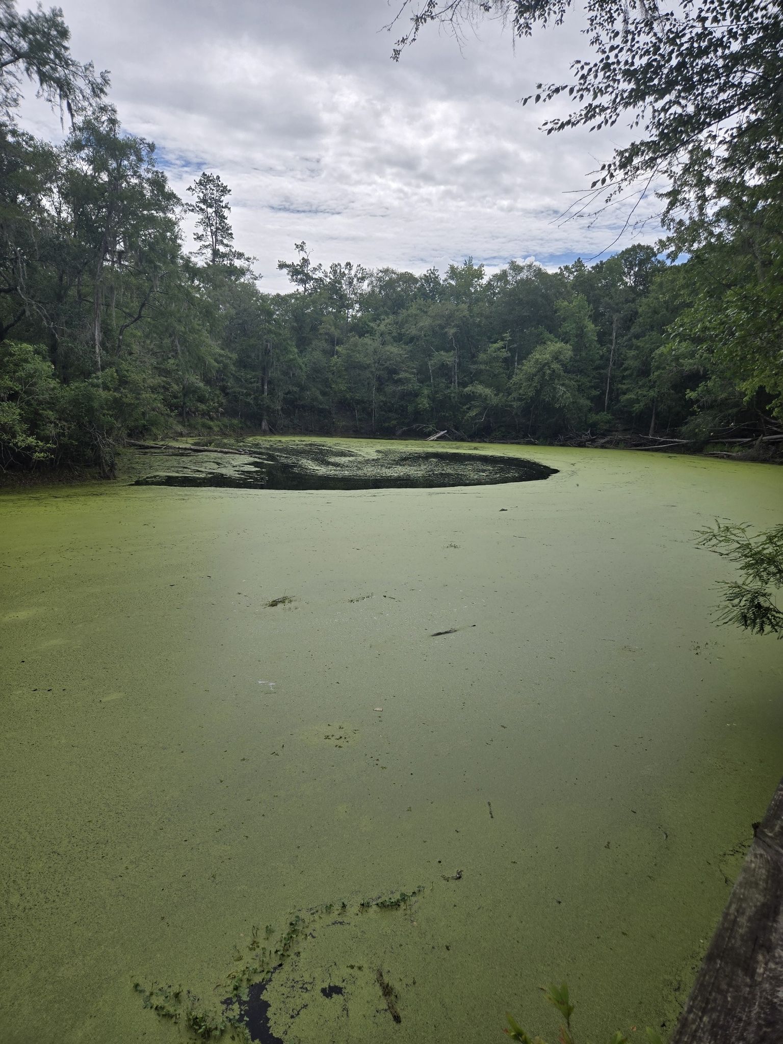 Pond covered in green algae, surrounded by dense forest under an overcast sky. - River Sink Trail
