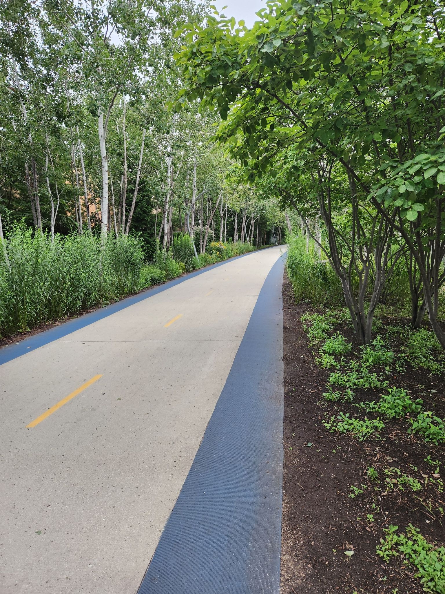 A paved path winds through dense green trees and lush foliage. - Bloomingdale Trail – Park No. 567 (Murals) loop from California