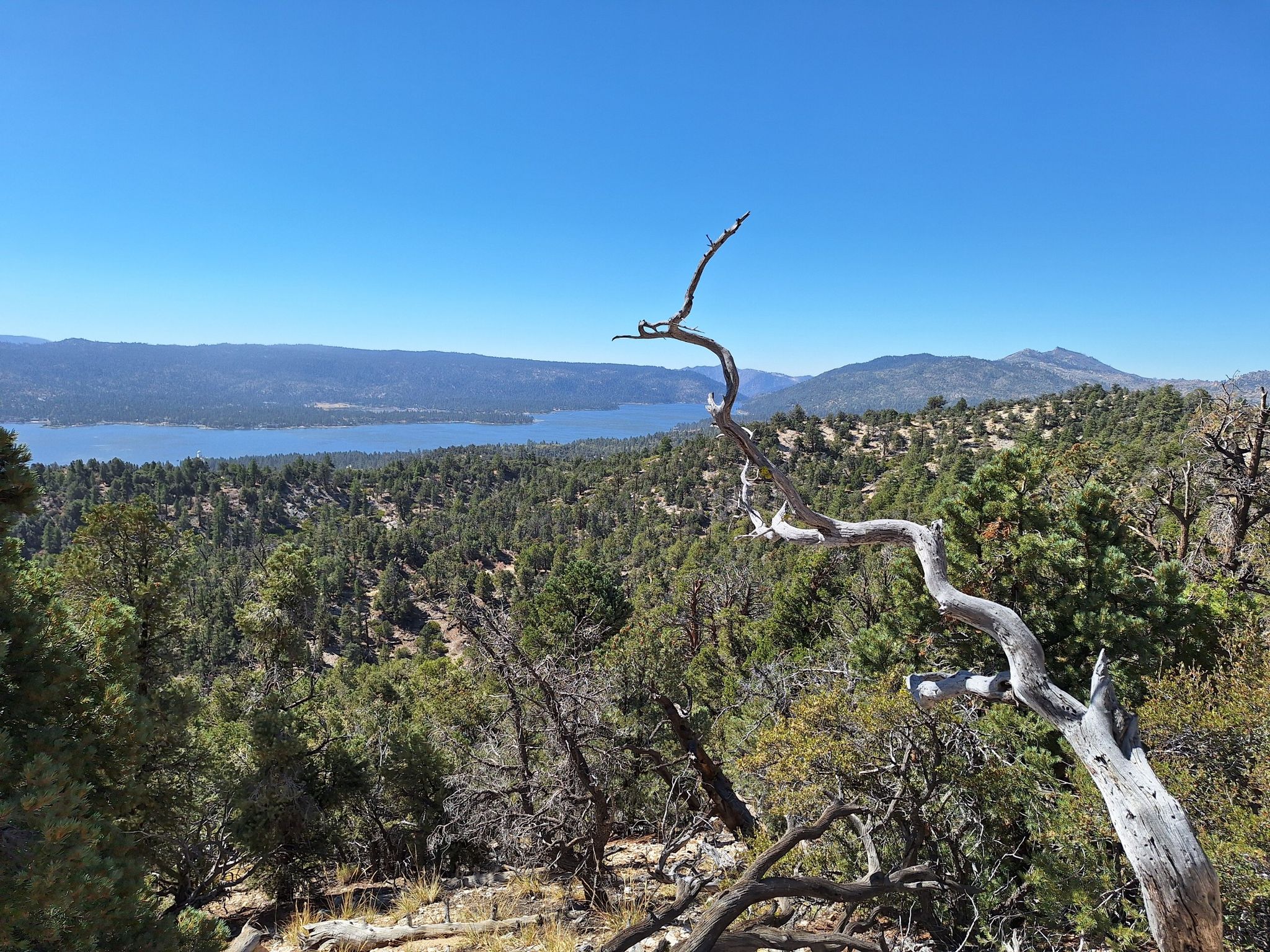 A gnarled dead tree branch frames a lake and forest under a blue sky. - Big Bear Lake View via PCT – San Bernardino National Forest