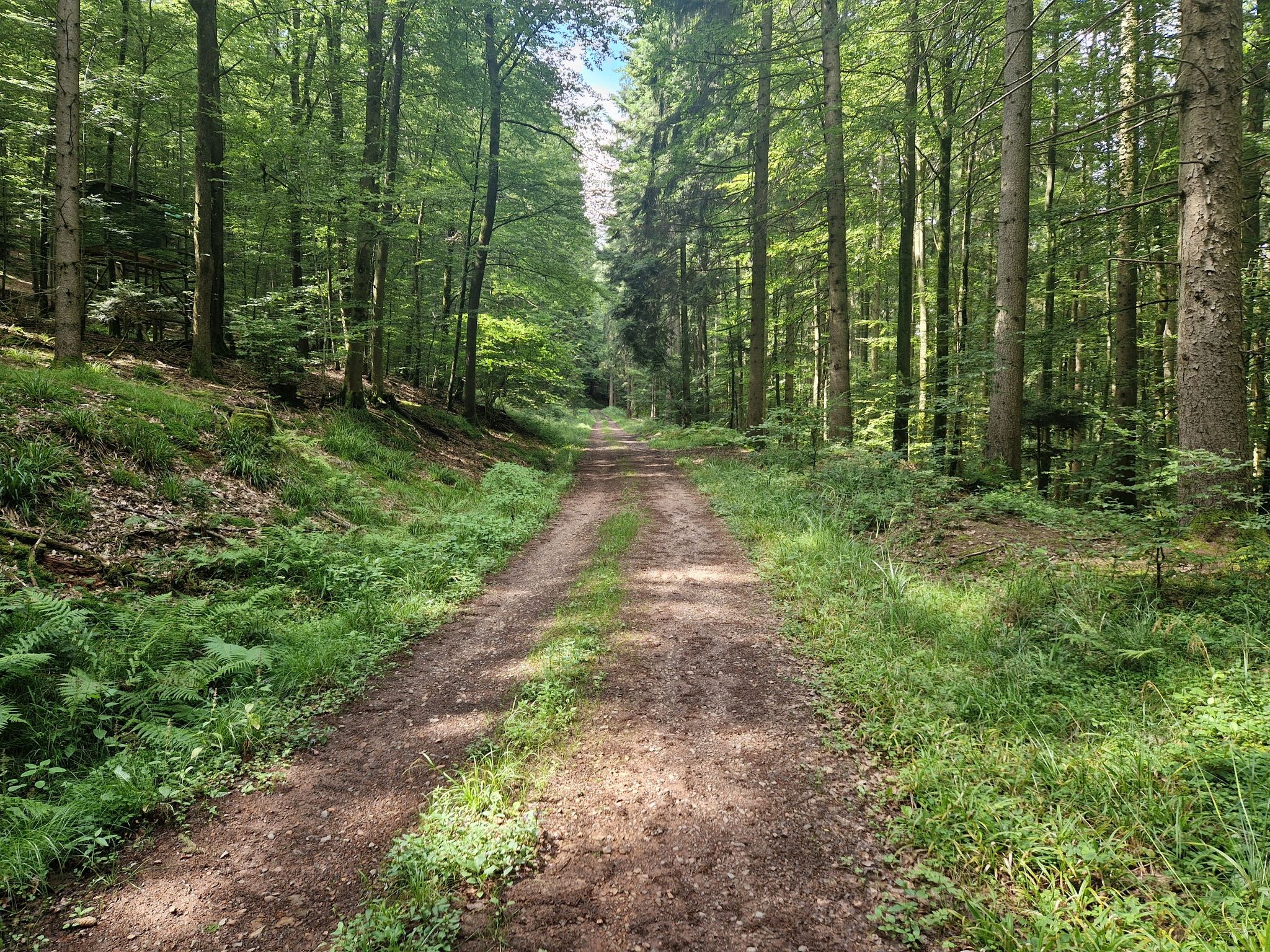 Auch beim Abstieg breiter Forstweg durch den Wald