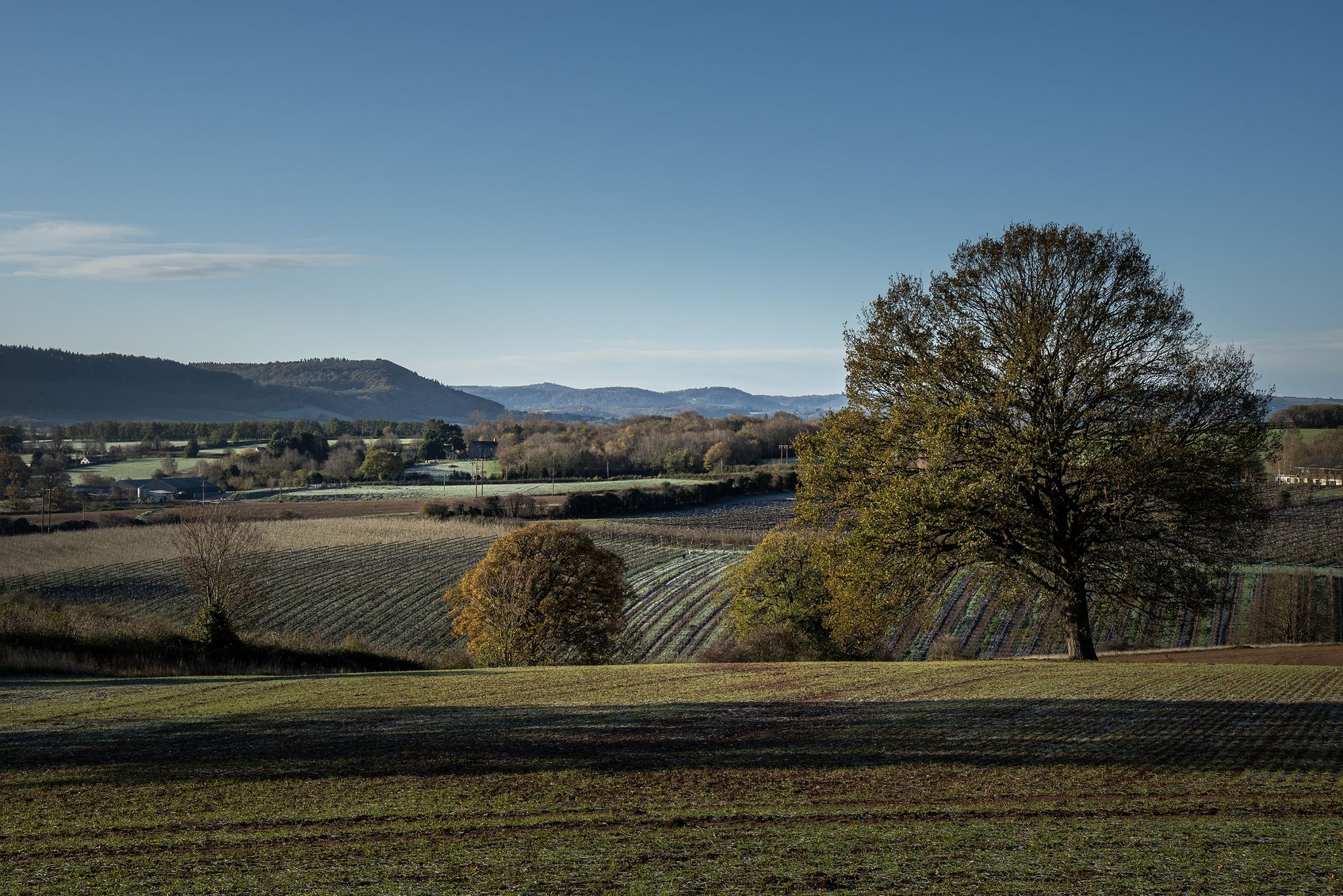 Ross hills, and orchards