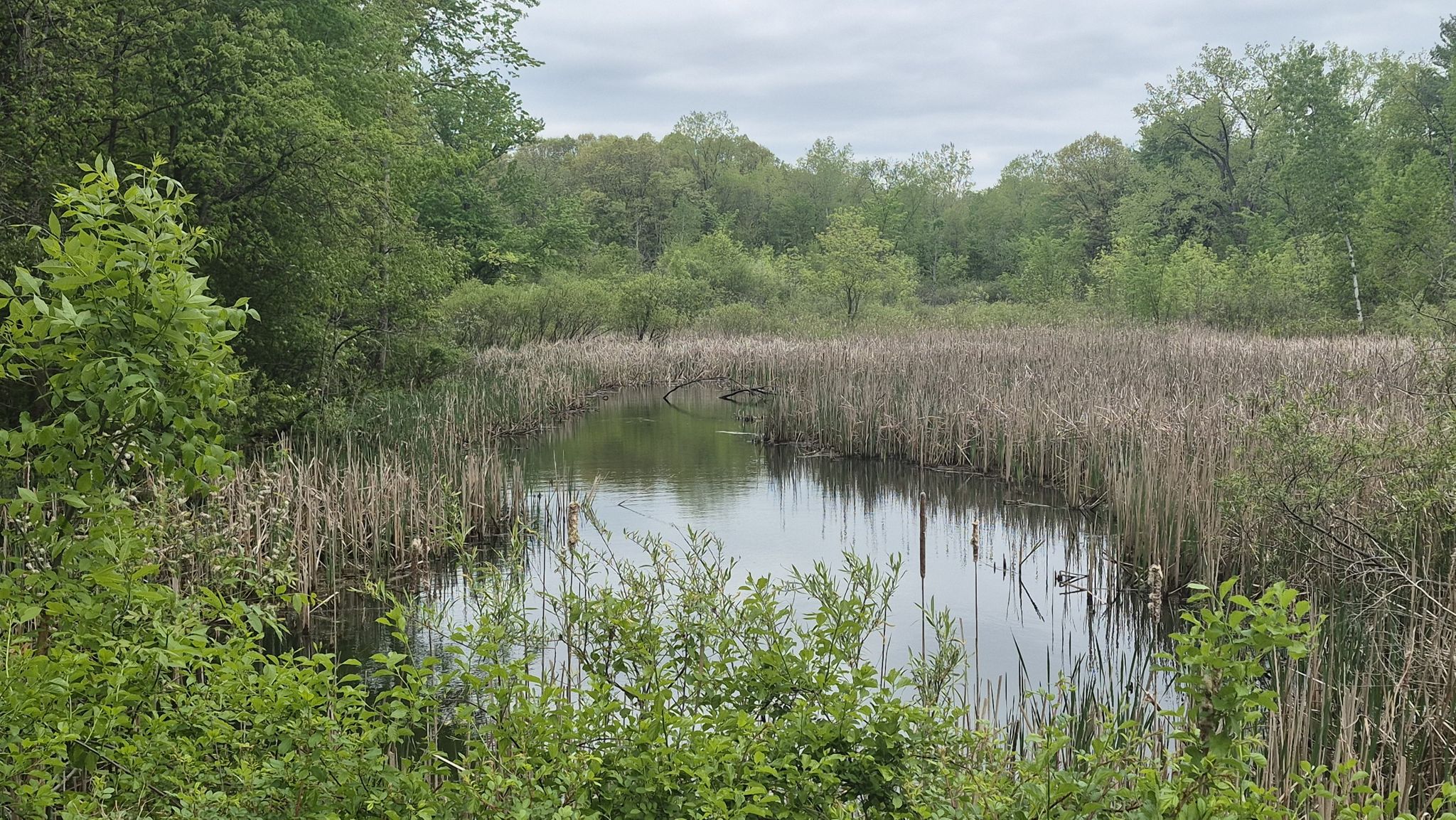 Overcast view of a marshy pond with tall reeds and green foliage. - Bald Mountain Red Loop