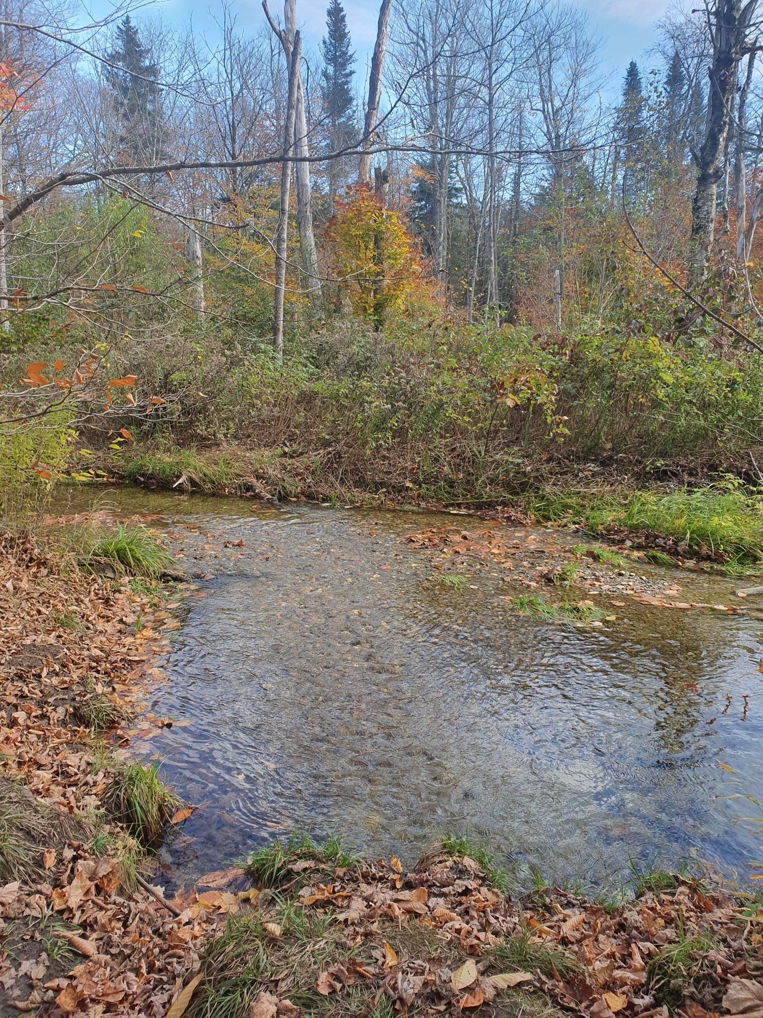 Clear stream flowing through a vibrant autumn forest with colorful foliage. - Bromley Mountain via Long Trail / Appalachian Trail