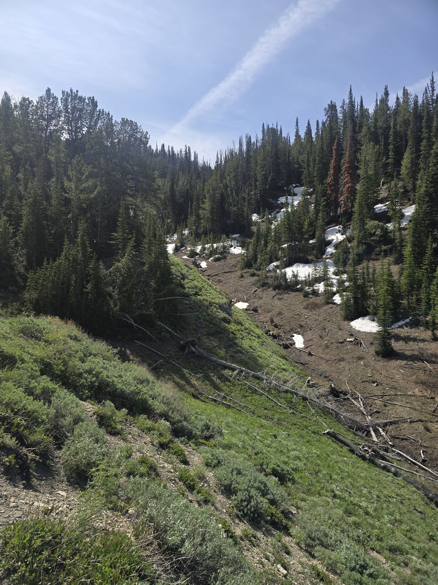 Steep, forested valley with green slopes, snow patches, and fallen trees. - Long Gulch to Pioneer Cabin Loop