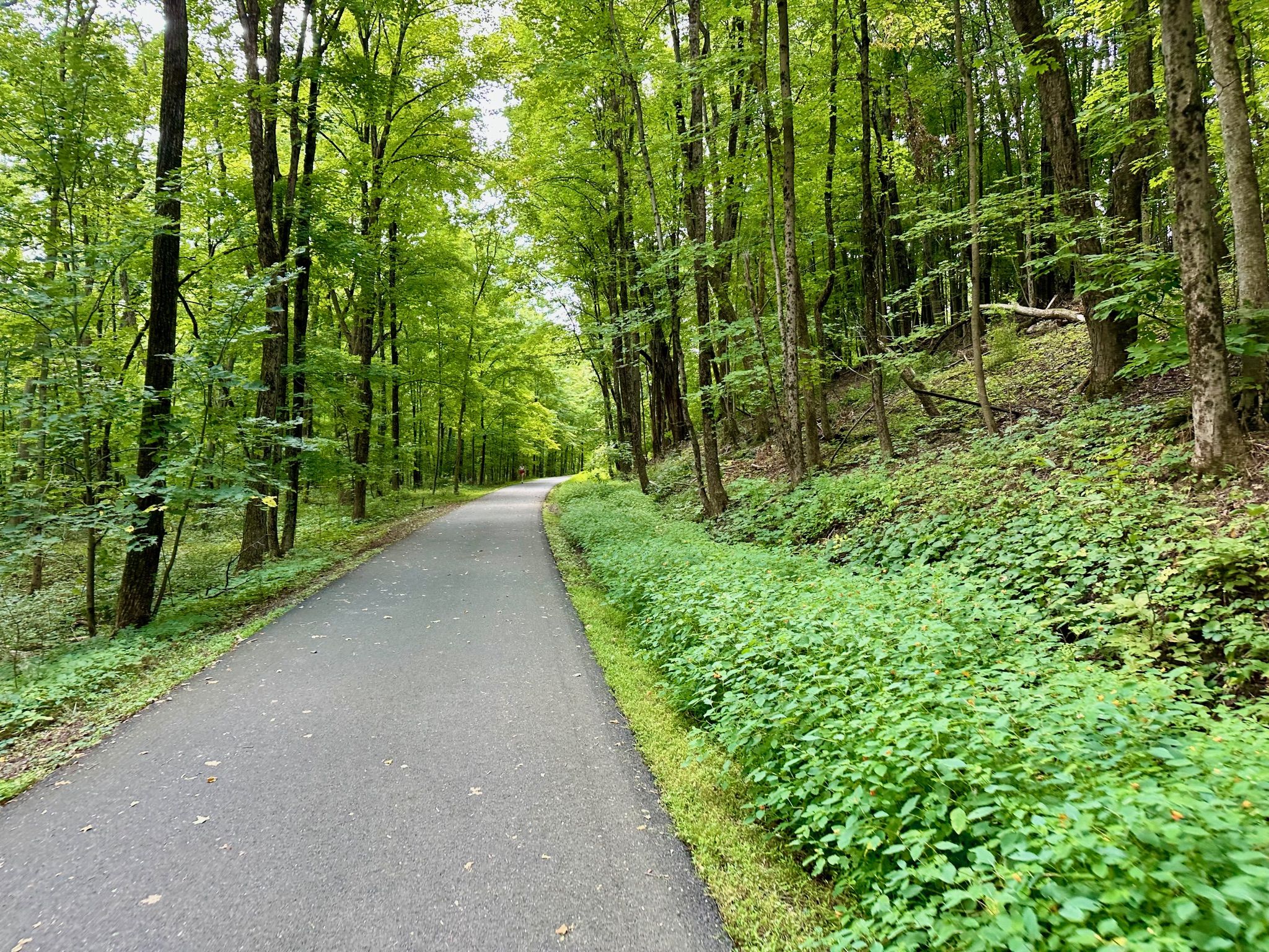 Paved path winding through a dense green forest on a bright day. - Mohawk-Hudson Bike-Hike Trail Loop