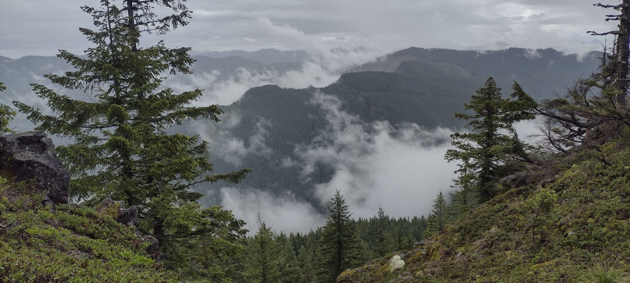 Dense evergreen forests cover mountains with clouds filling the valleys below. - High Ridge Trail