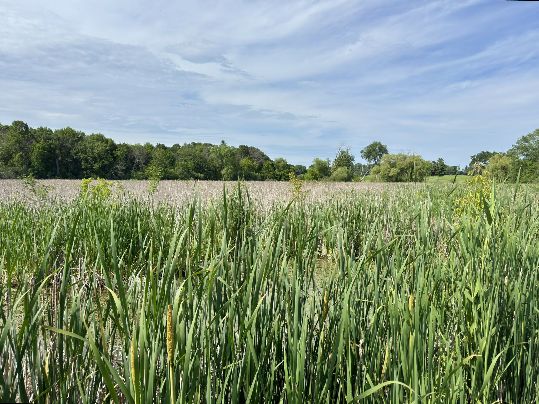 Vast field of tall green reeds under a bright blue sky with wispy clouds. - Dakota Rail Regional Trail – Arcola Trestle Bridge loop from Wayzata